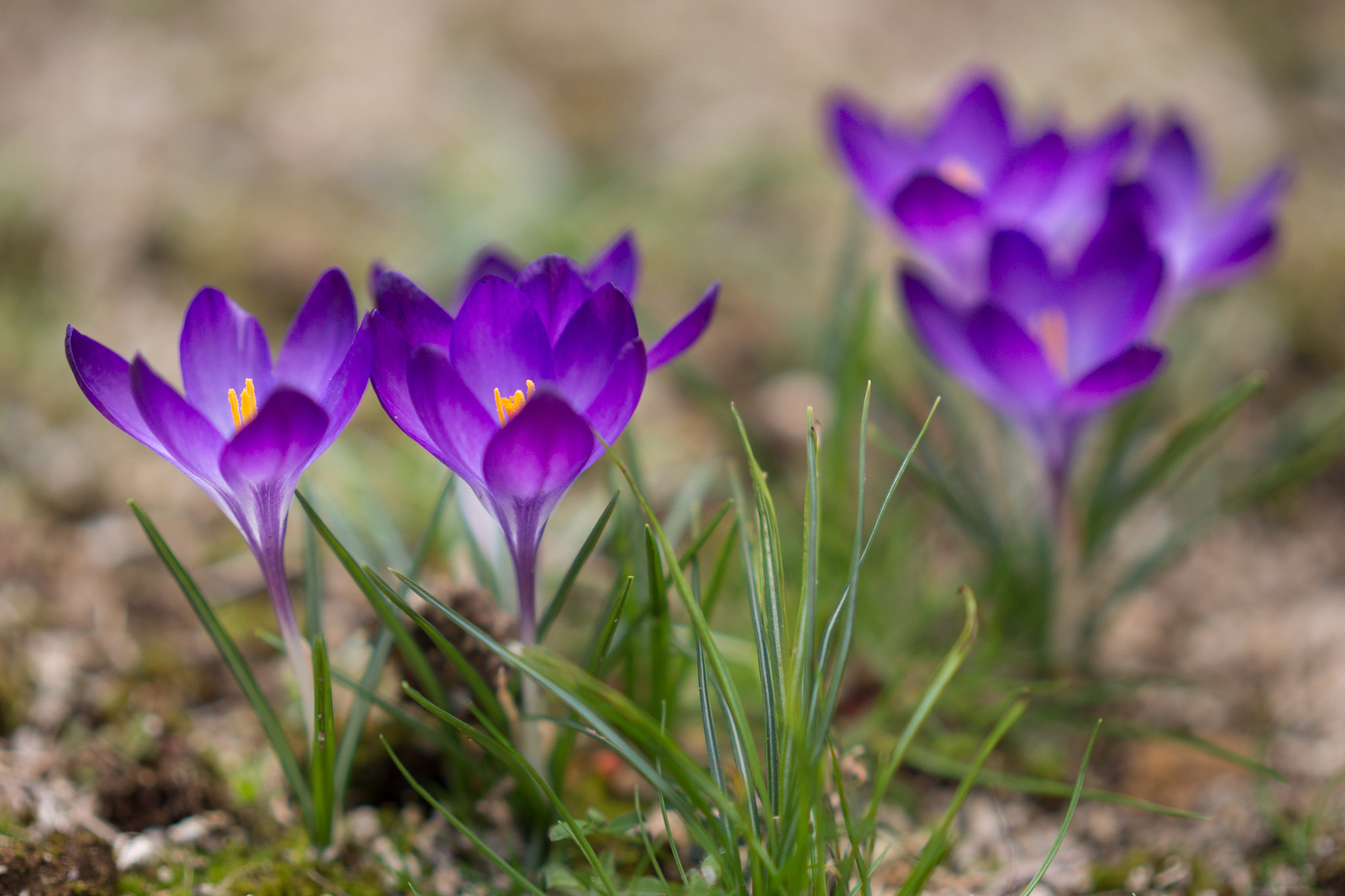 Panasonic Lumix DMC-GH3 + Panasonic Leica DG Nocticron 42.5mm F1.2 ASPH OIS sample photo. Crocuses photography