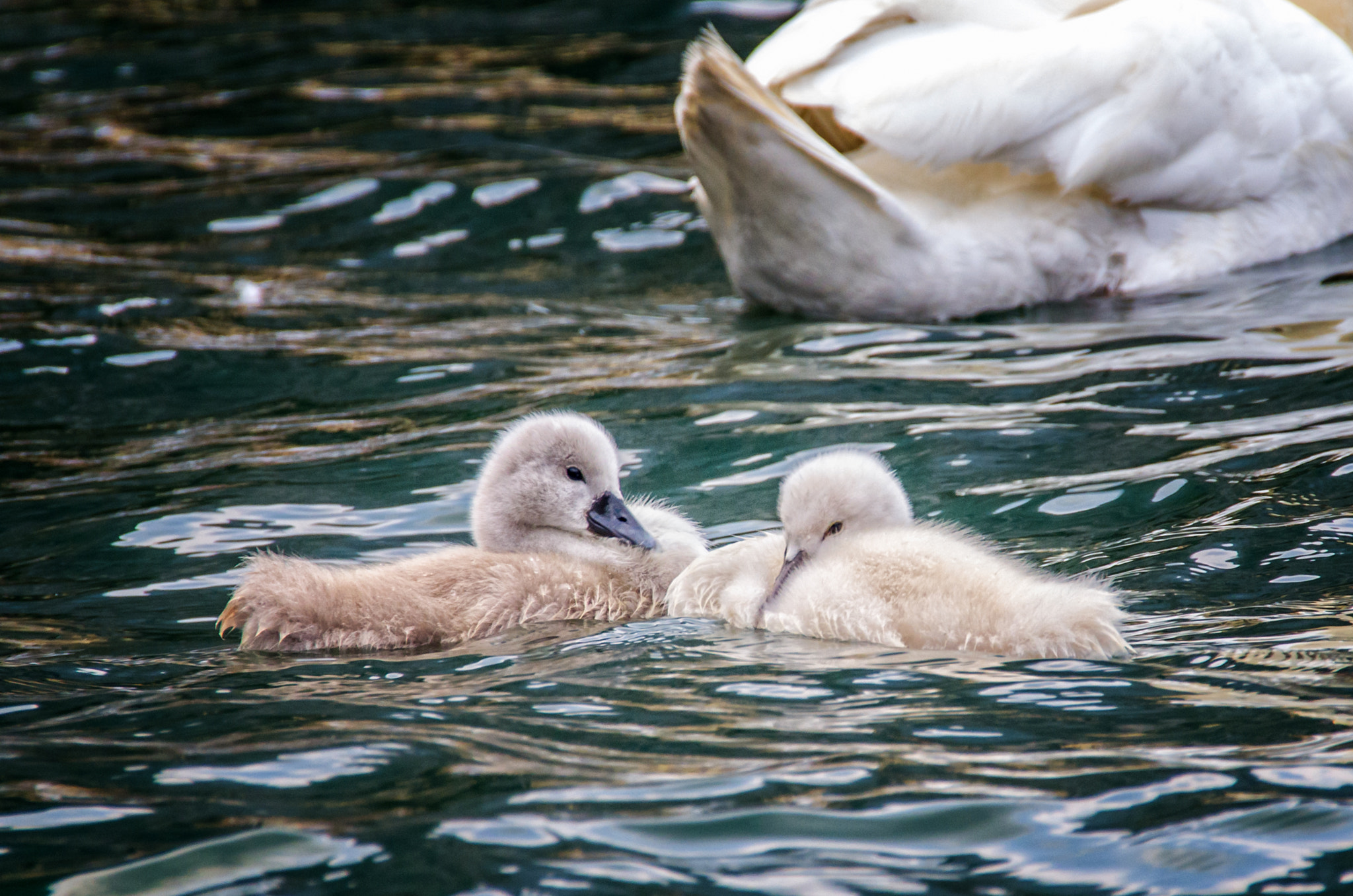 Sigma 18-250mm F3.5-6.3 DC OS HSM sample photo. Two little swans photography