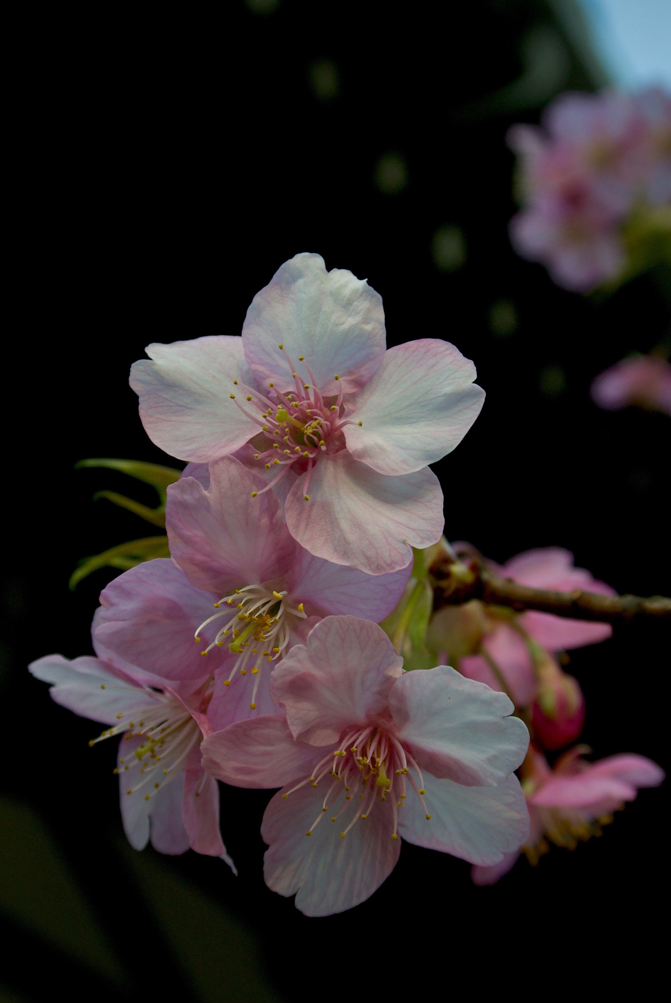 Nikon 1 J2 sample photo. Early cherry blossoms photography