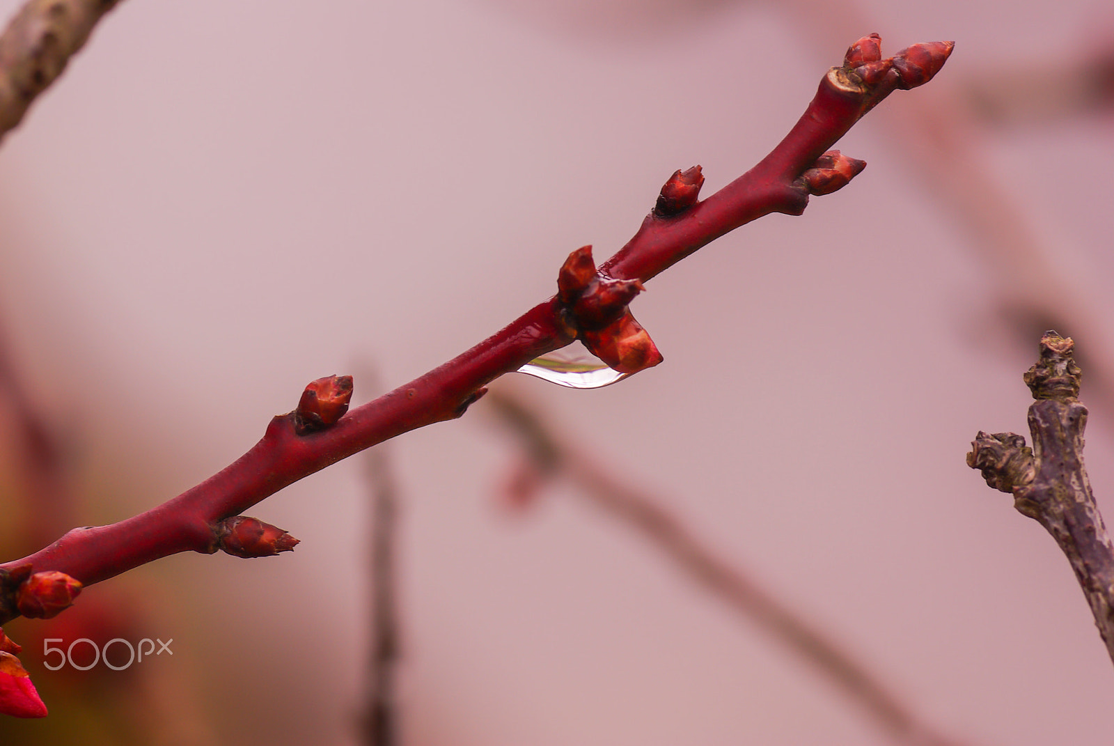 Pentax K10D + Tamron SP AF 90mm F2.8 Di Macro sample photo. "春よ来い" it's spring come photography