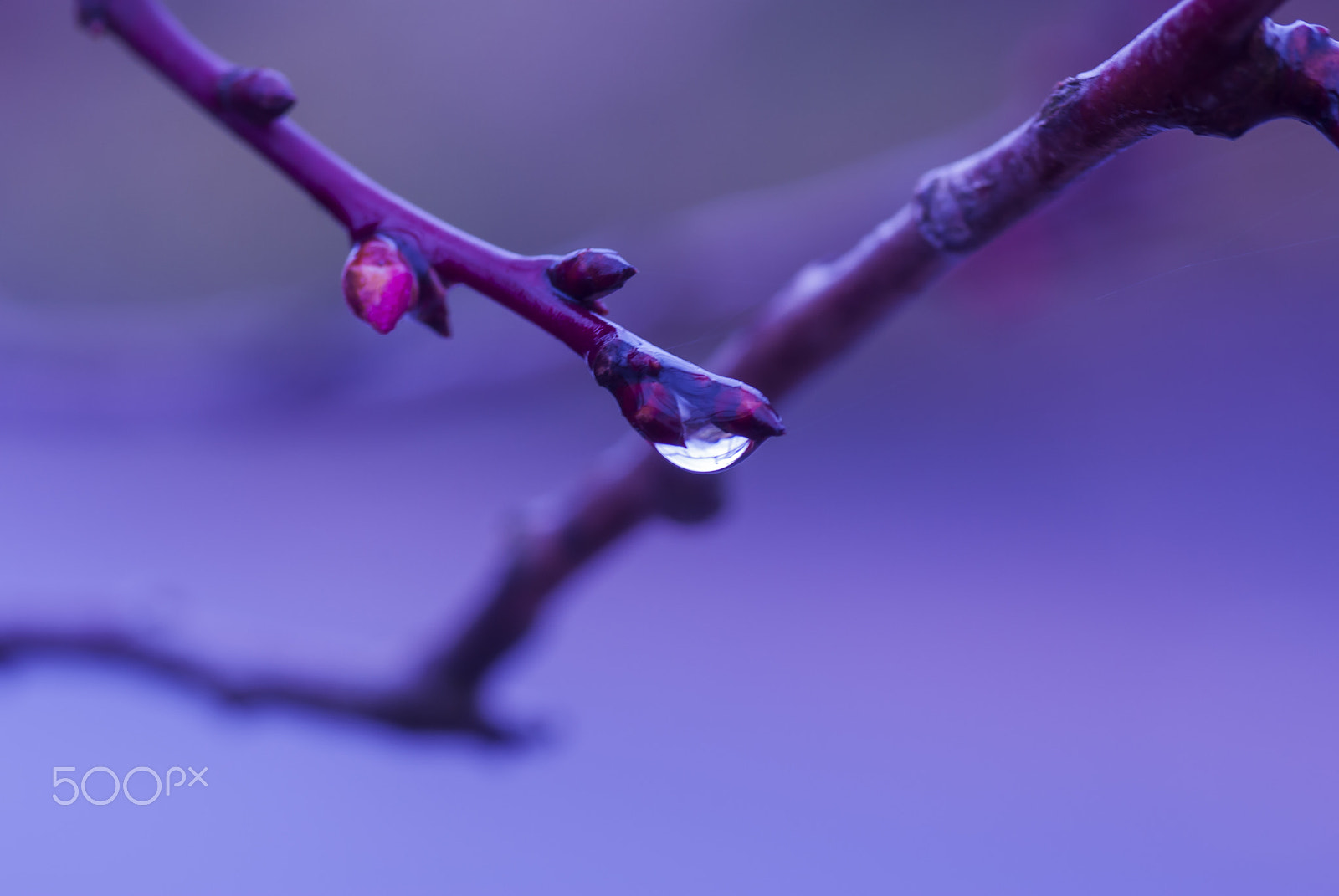 Pentax K10D + Tamron SP AF 90mm F2.8 Di Macro sample photo. "春よ来い" it's spring come photography