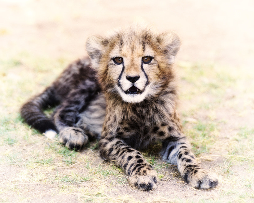Nikon Df sample photo. Cheetah cub photography