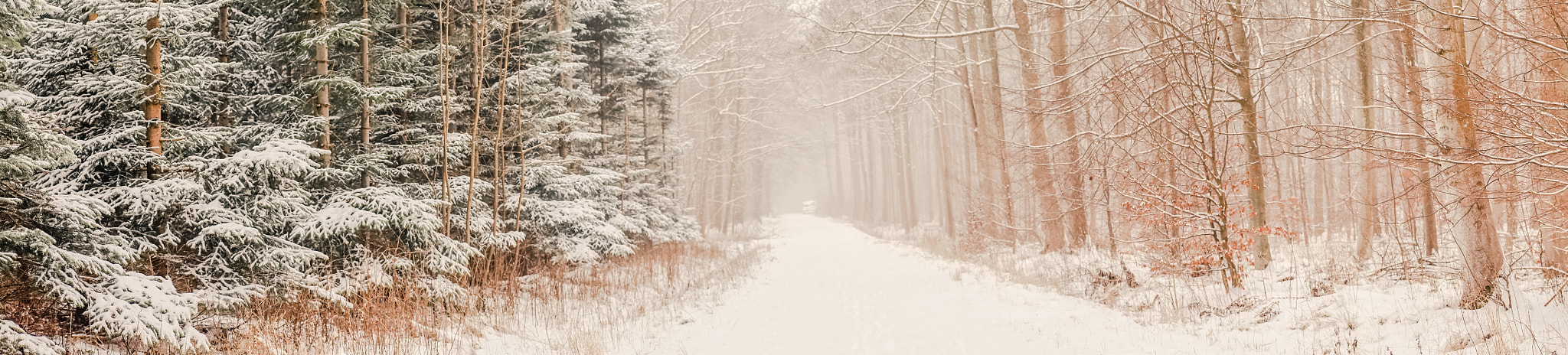Sony a7R + Minolta AF 50mm F1.4 [New] sample photo. Winter mist in the forest photography