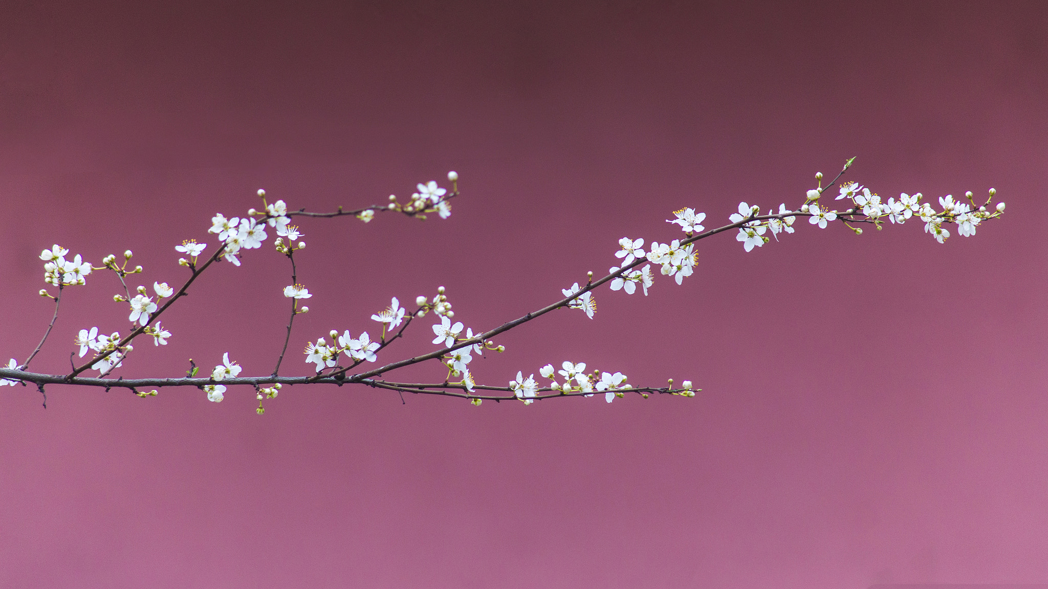 Canon EF 75-300mm F4.0-5.6 IS USM sample photo. Blooming photography