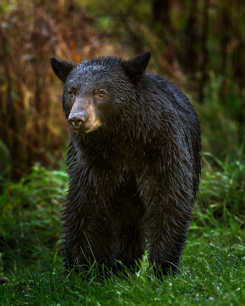 Nikon D7200 + Nikon AF-S Nikkor 600mm F4G ED VR sample photo. Black bear in the rain photography