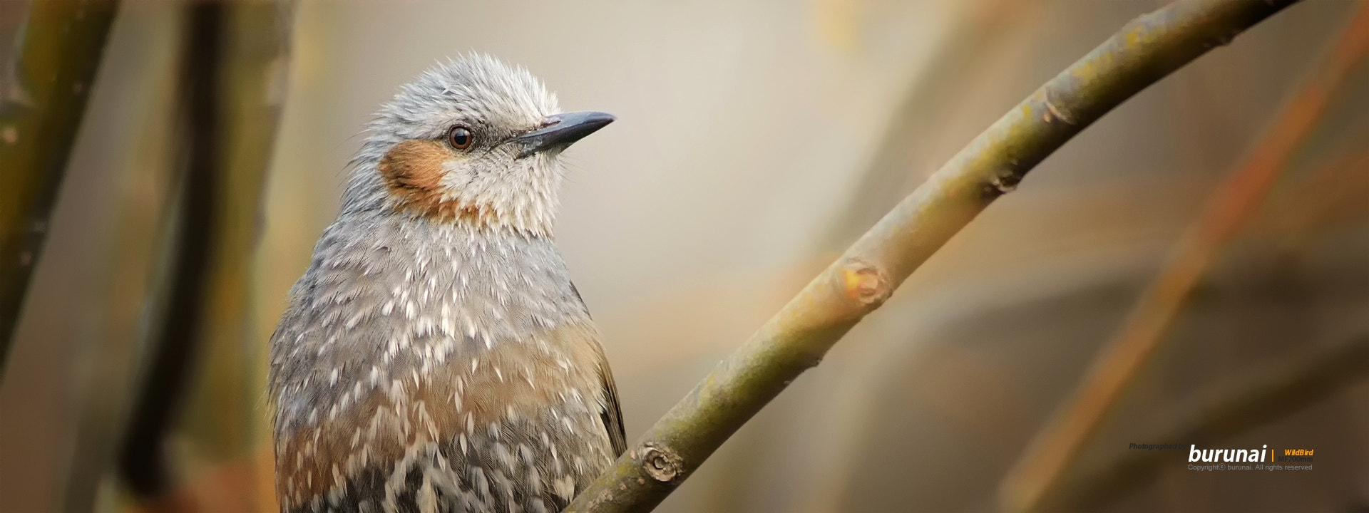 Nikon D800 + Nikkor 500mm f/4 P ED IF sample photo. Brown-eared bulbul photography