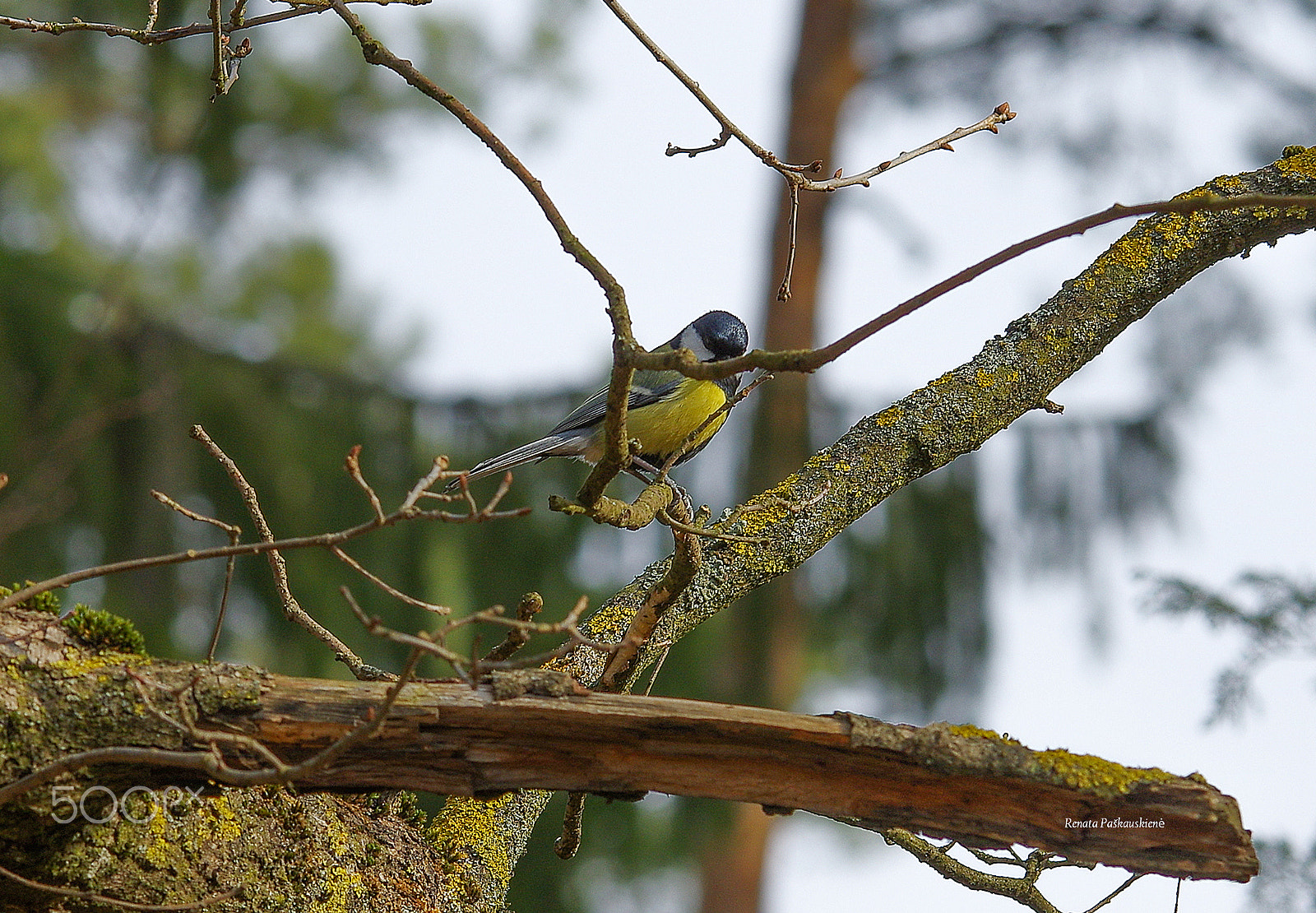 Pentax K-3 sample photo. Bird photography
