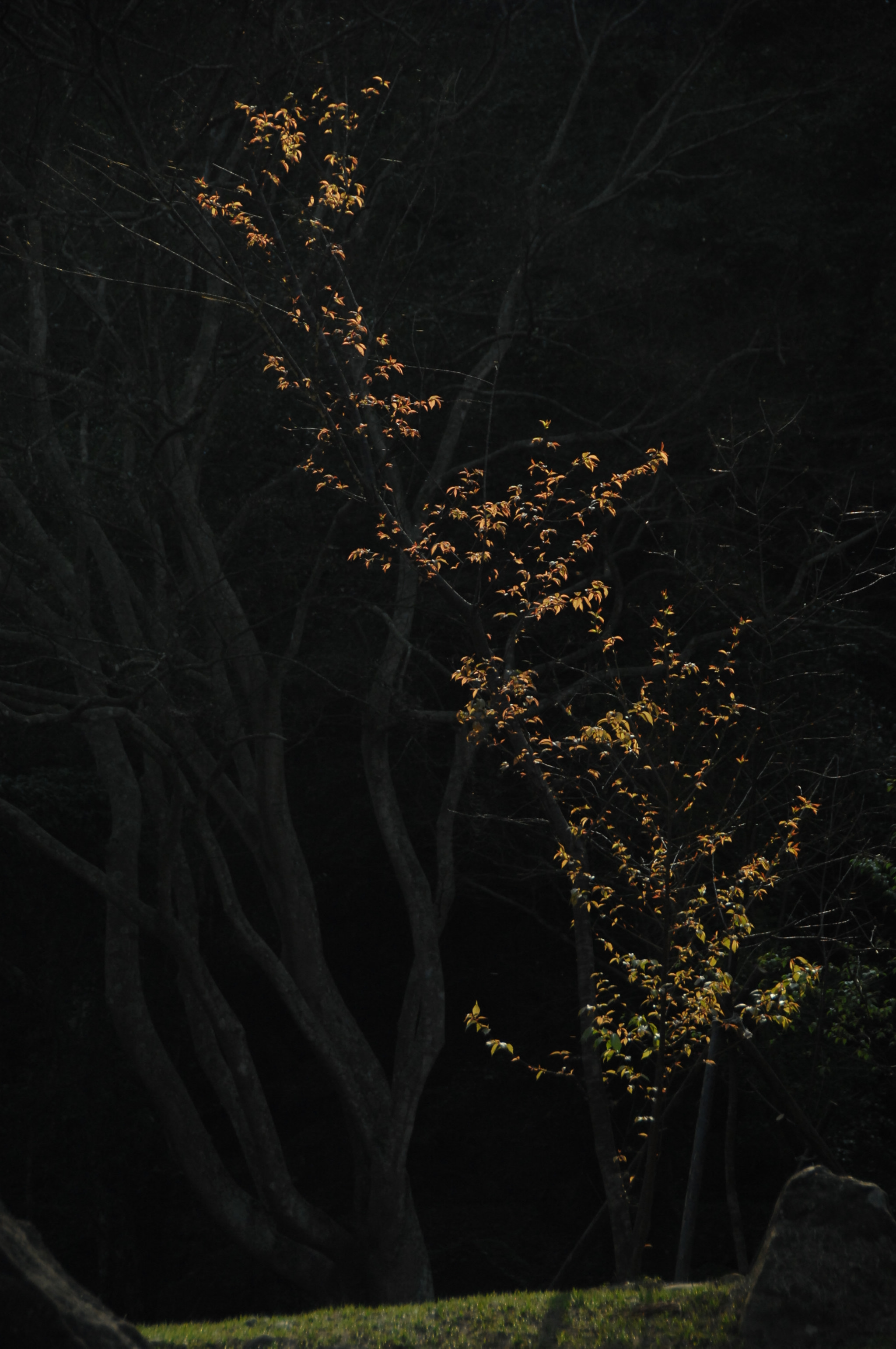 Nikon D2X sample photo. .. photography