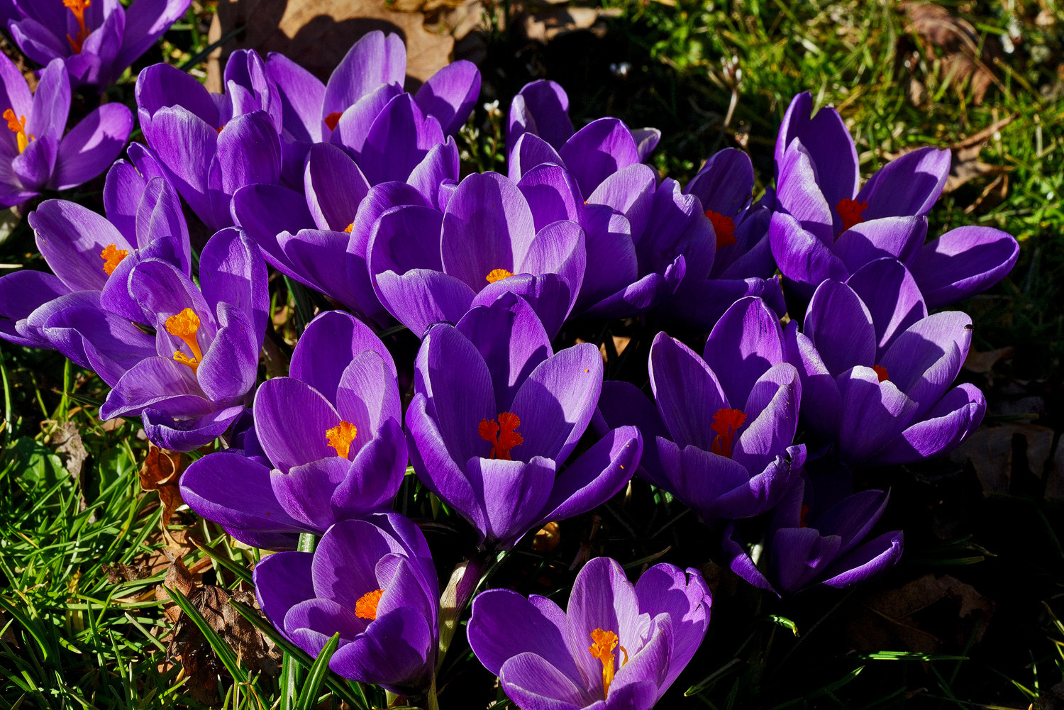 100mm F2.8 SSM sample photo. Crocus crowd photography