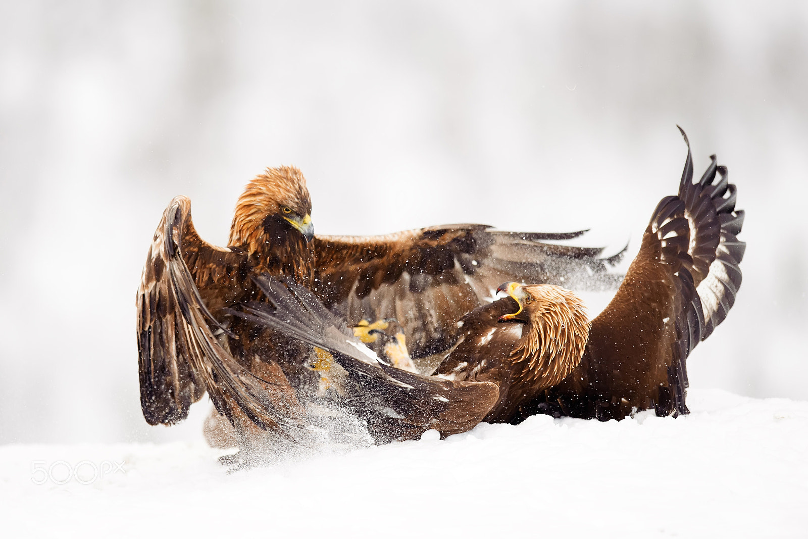 Nikon AF-S Nikkor 400mm F2.8G ED VR II sample photo. Activity photography