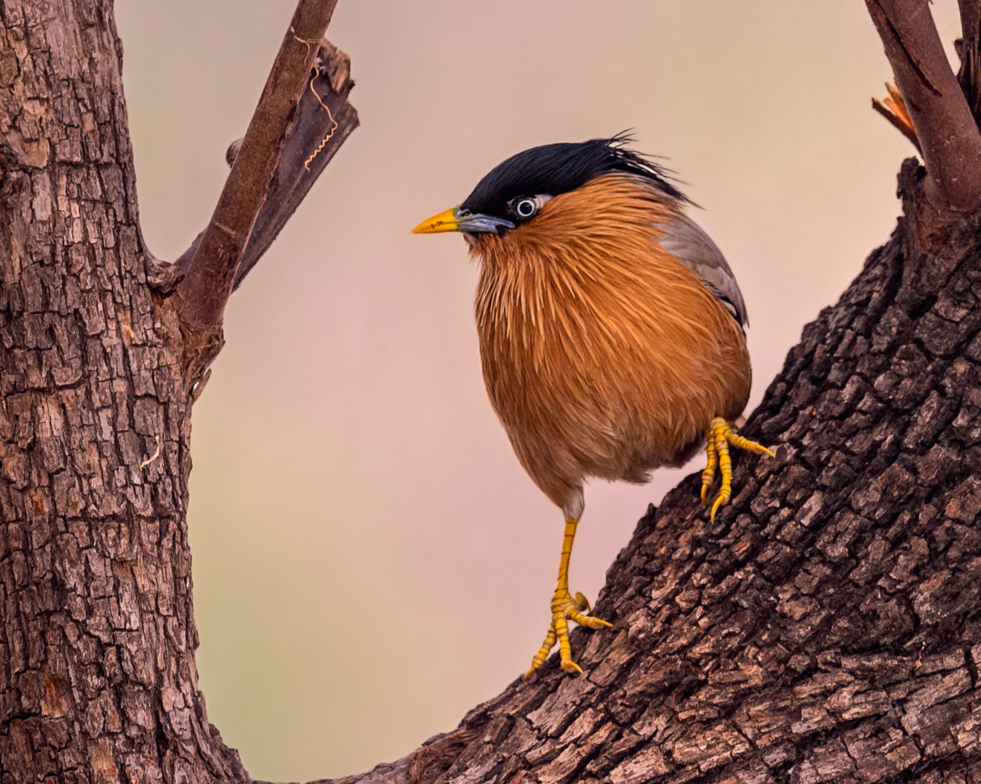 Sigma 24-60mm F2.8 EX DG sample photo. Framing of a bird photography
