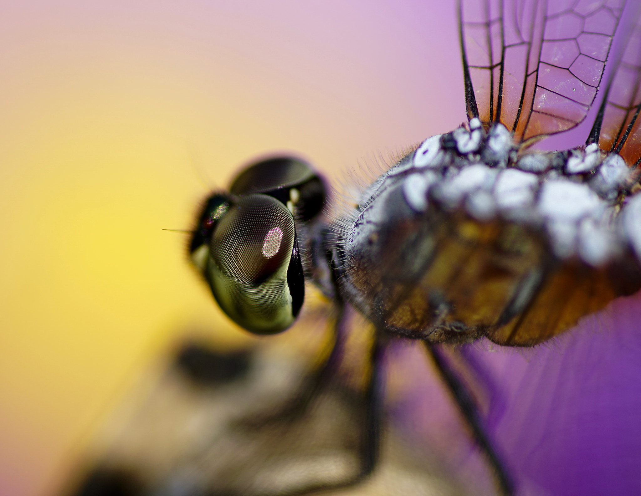 Tamron SP AF 90mm F2.8 Di Macro sample photo. Dragonfly head with compound eyes photography