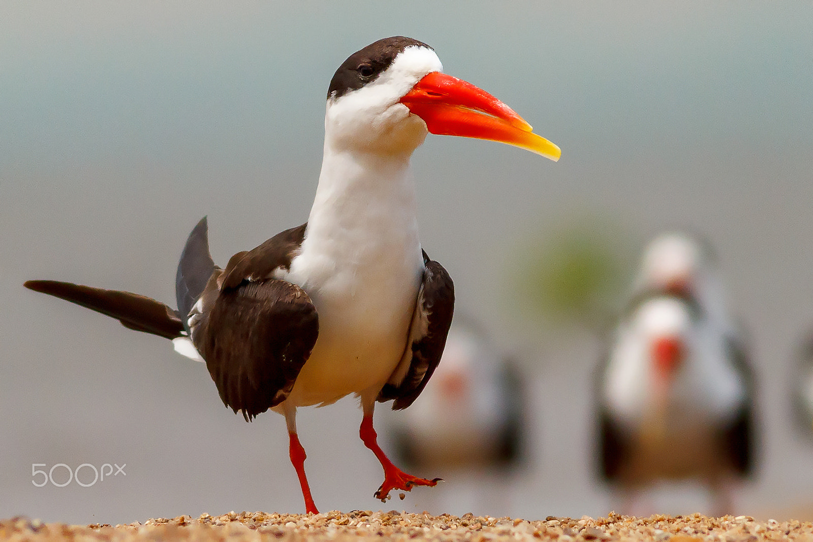 Canon EOS 60D + Canon EF 400mm F5.6L USM sample photo. Indian skimmer(rynchops albicollis) photography