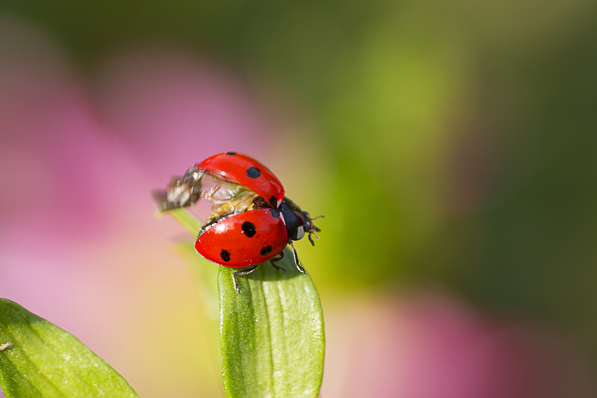 Canon EOS 550D (EOS Rebel T2i / EOS Kiss X4) + Tamron SP AF 90mm F2.8 Di Macro sample photo. Ready to fly.. photography