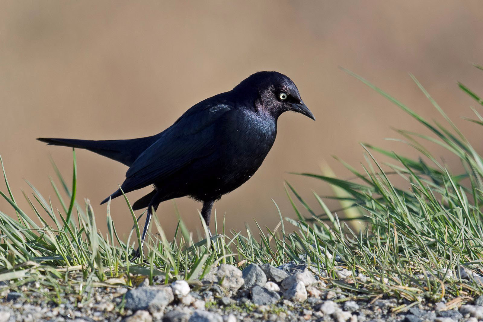 Nikon D7200 + Nikon AF-S Nikkor 500mm F4G ED VR sample photo. Brewer's blackbird photography