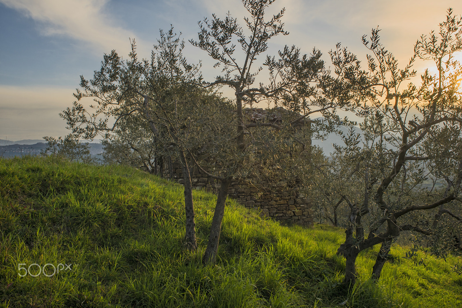 Nikon D810 + Sigma 24-70mm F2.8 EX DG Macro sample photo. Sunrise by olive trees photography