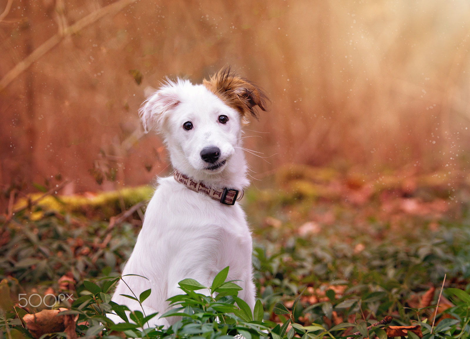 Sony SLT-A77 + Tamron SP 70-200mm F2.8 Di VC USD sample photo. Puppy in magic forest photography