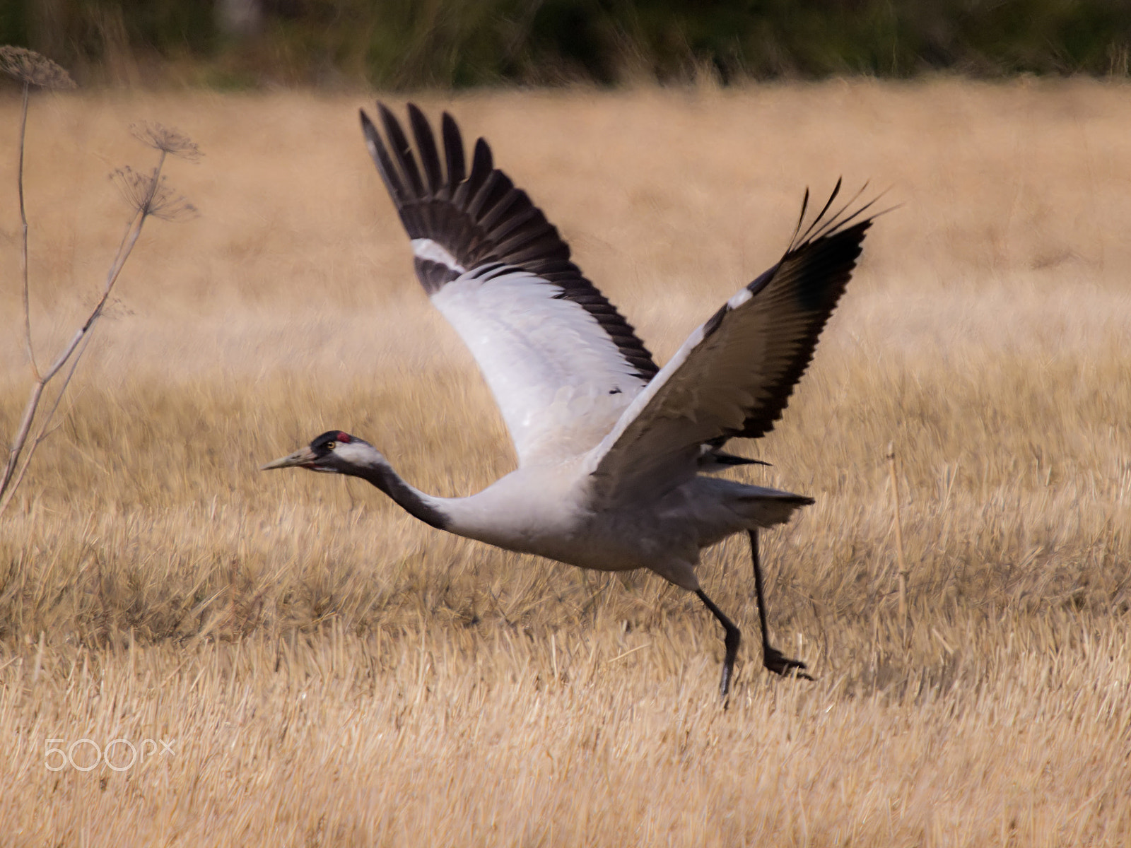 Olympus E-5 + SIGMA 50-500mm F4-6.3 DG HSM sample photo. Takeoff photography