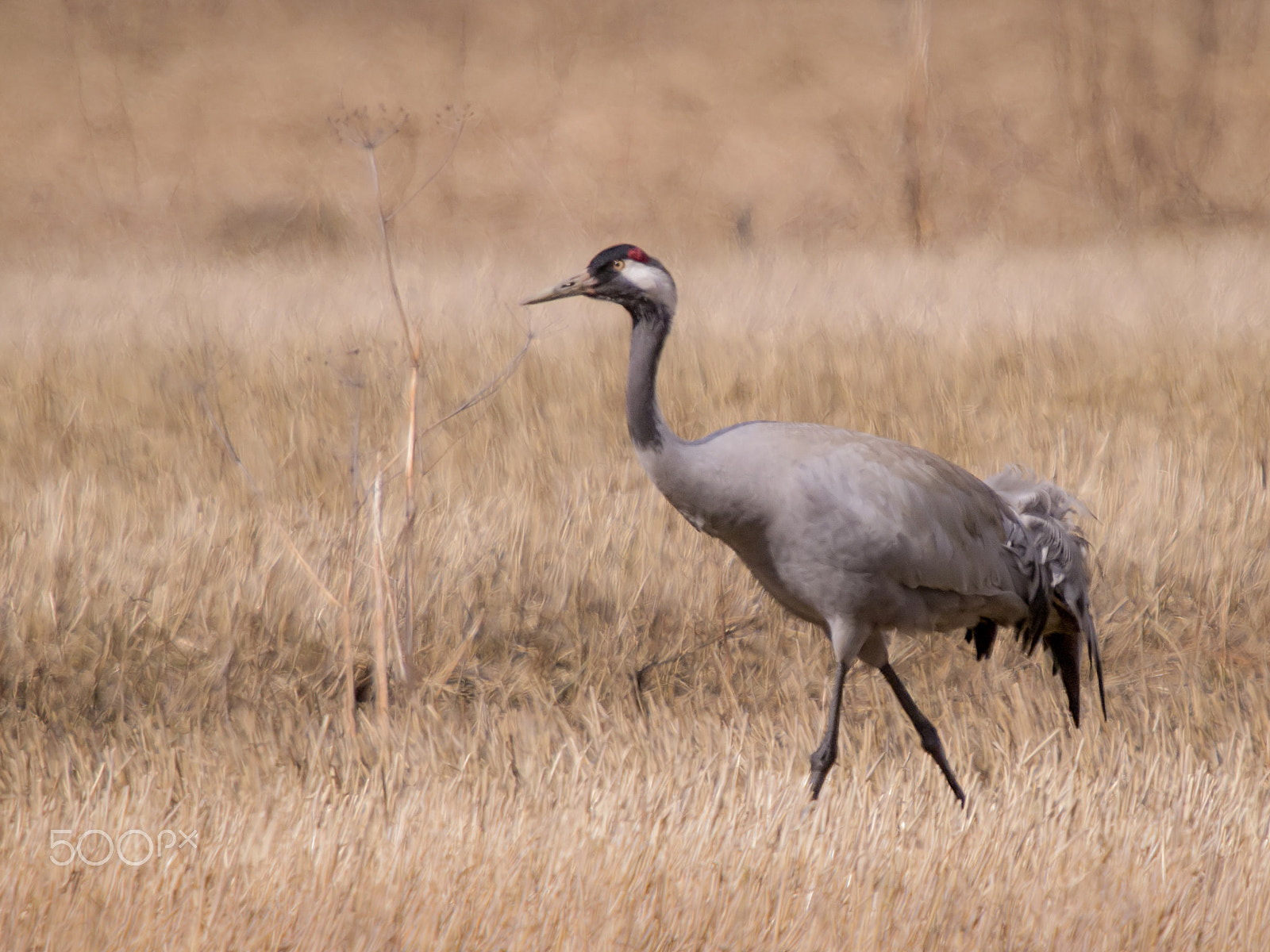 Olympus E-5 + SIGMA 50-500mm F4-6.3 DG HSM sample photo. Walking crane photography