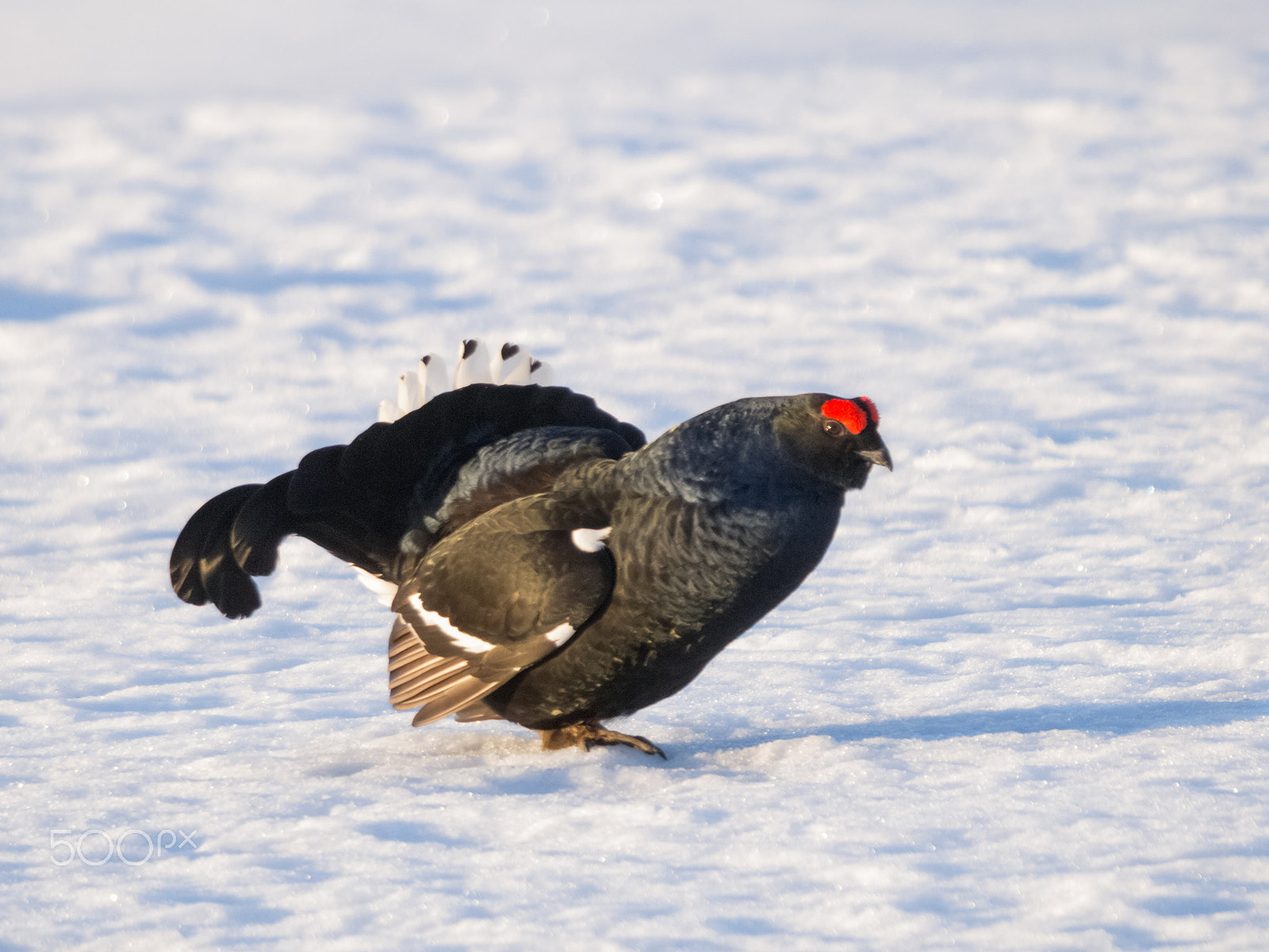 Olympus E-5 + SIGMA 50-500mm F4-6.3 DG HSM sample photo. Grouse, strutting one's stuff photography