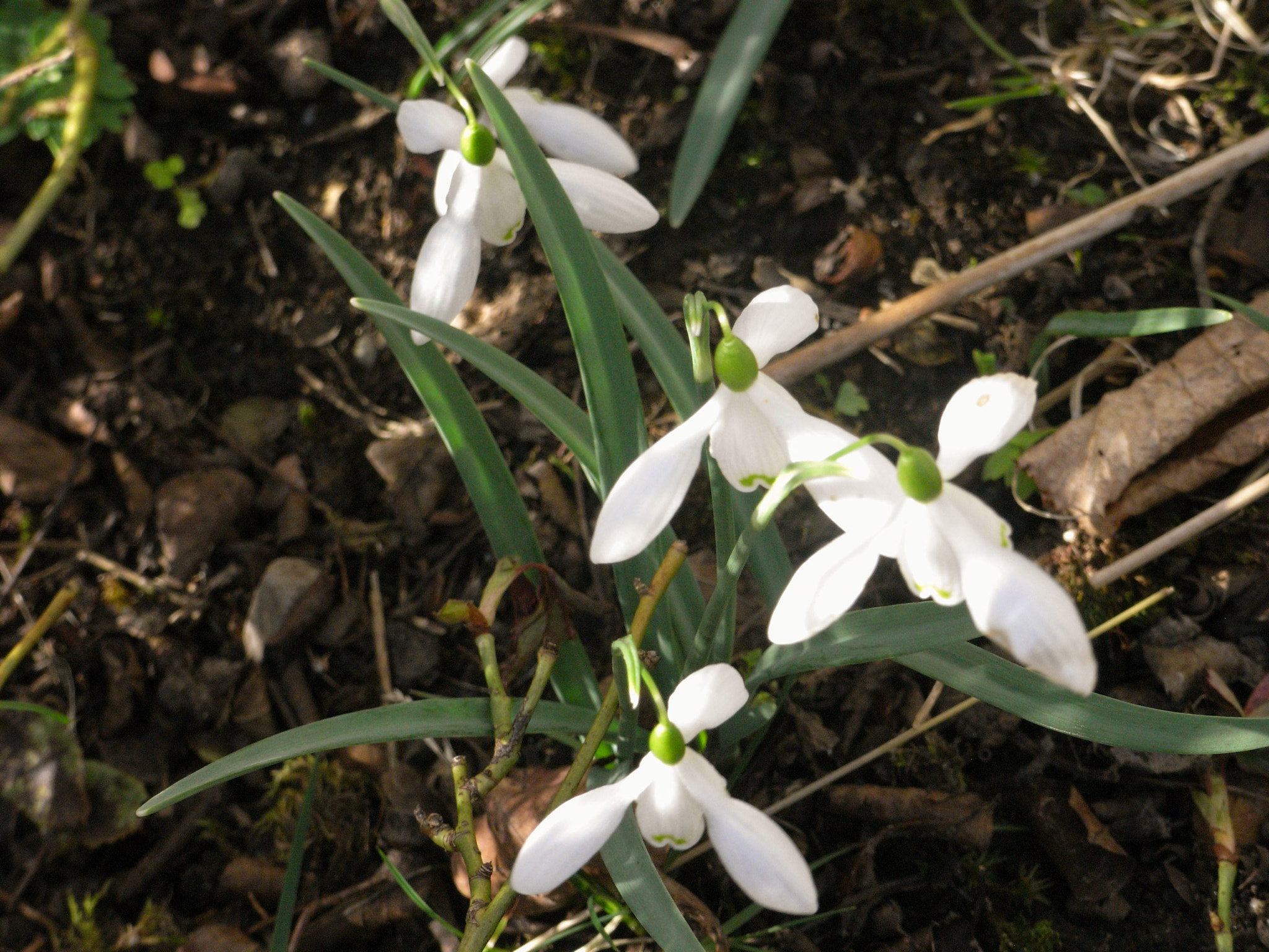 Ricoh Caplio R6 sample photo. Snowdrops photography