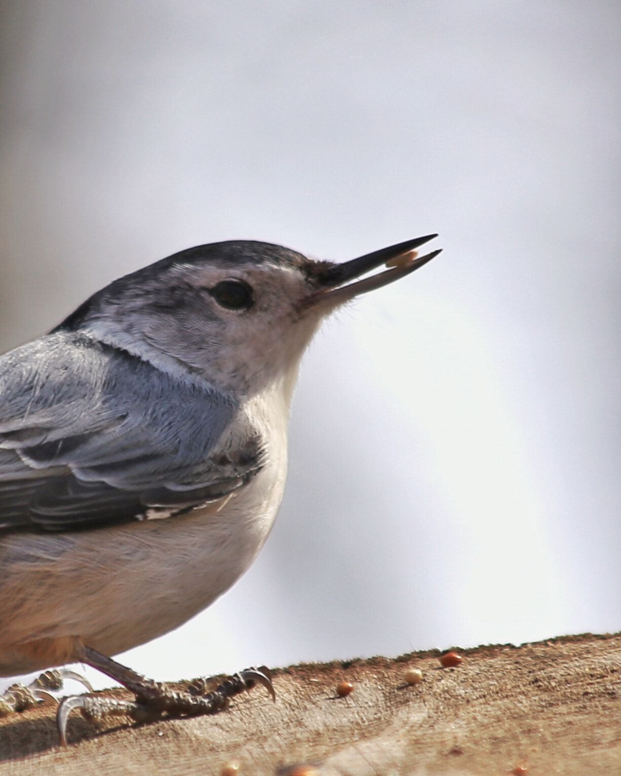 Canon EF 70-300mm F4-5.6 IS USM sample photo