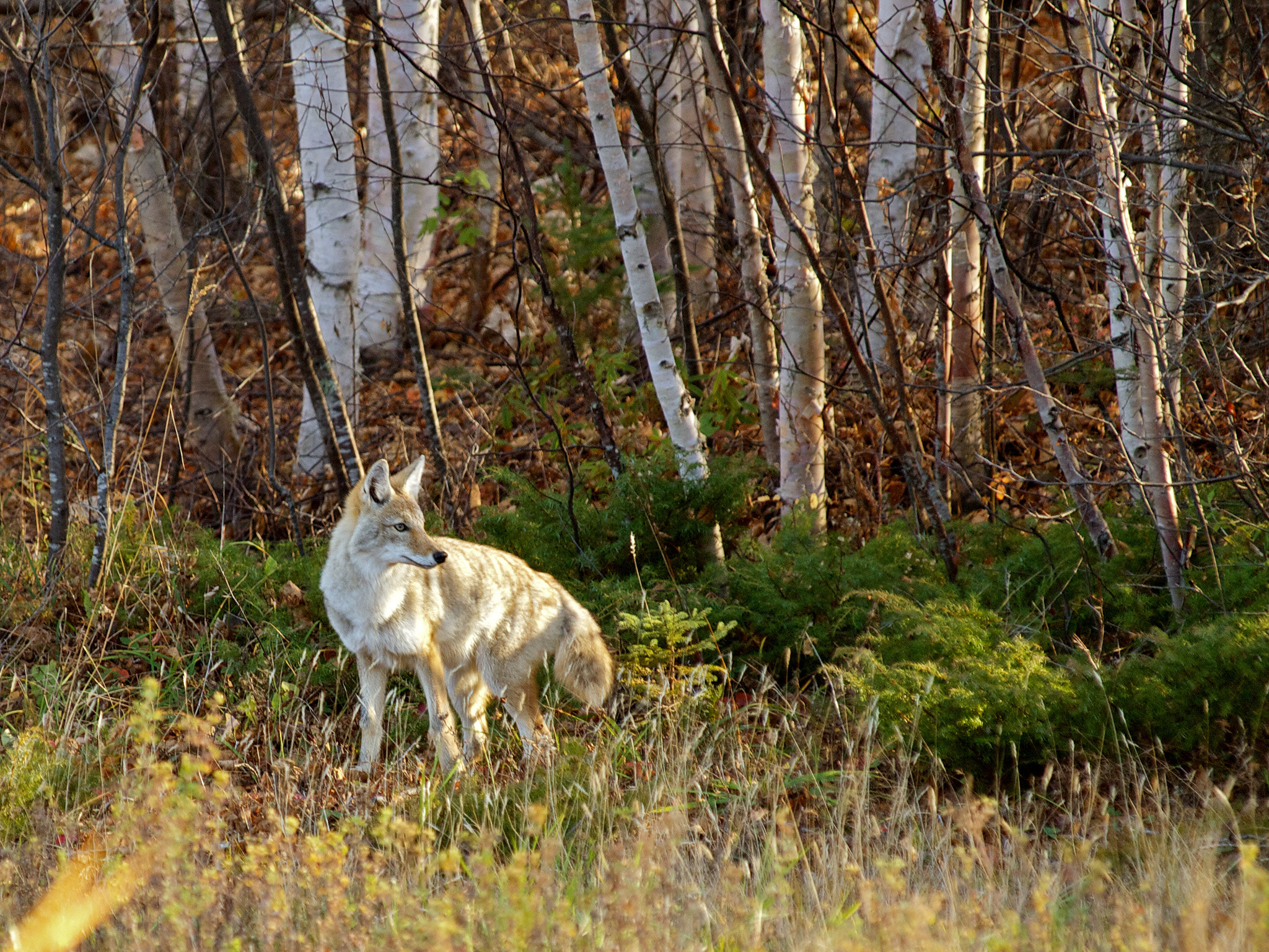 Olympus E-30 sample photo. Coyote sentinel photography