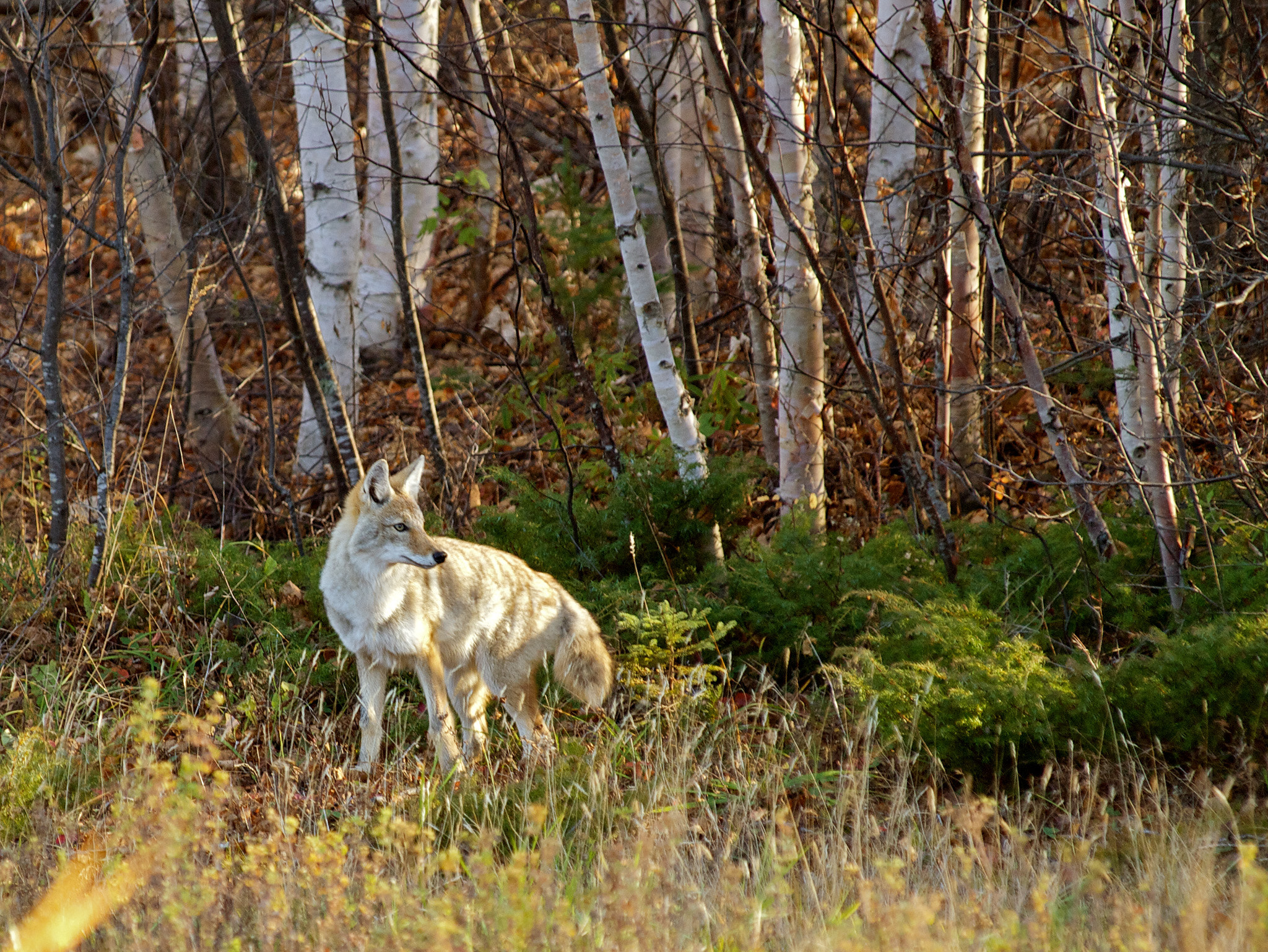 Olympus Zuiko Digital ED 50-200mm F2.8-3.5 SWD sample photo. Coyote sentinel photography