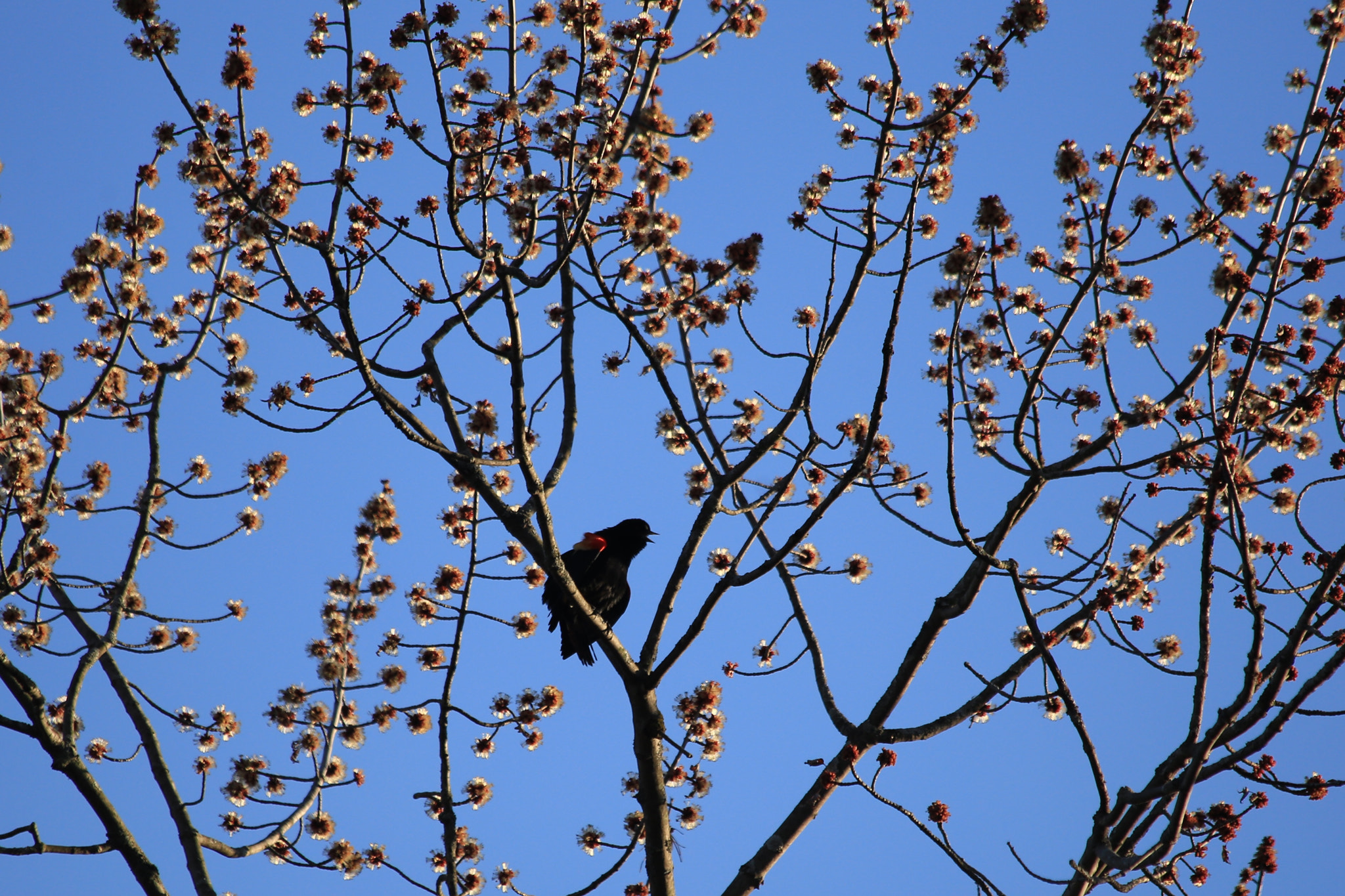 Canon EF 70-300mm F4-5.6 IS USM sample photo
