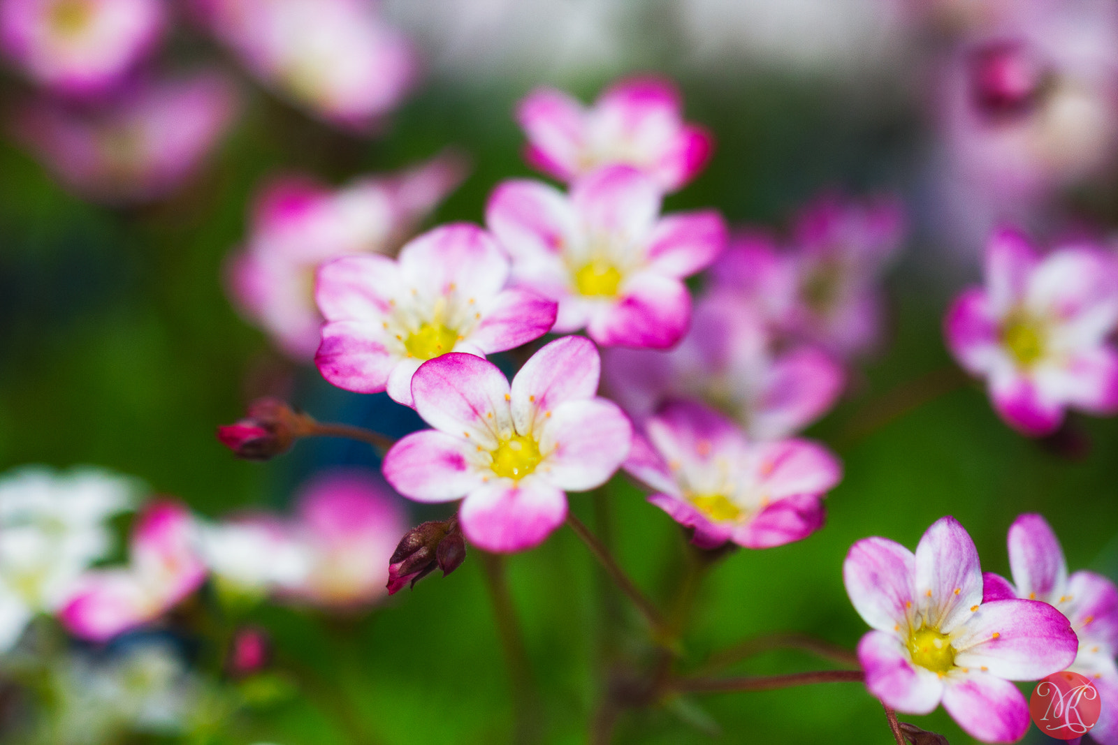 Canon EOS 40D + Canon EF 100mm F2.8L Macro IS USM sample photo. It's time for more color photography