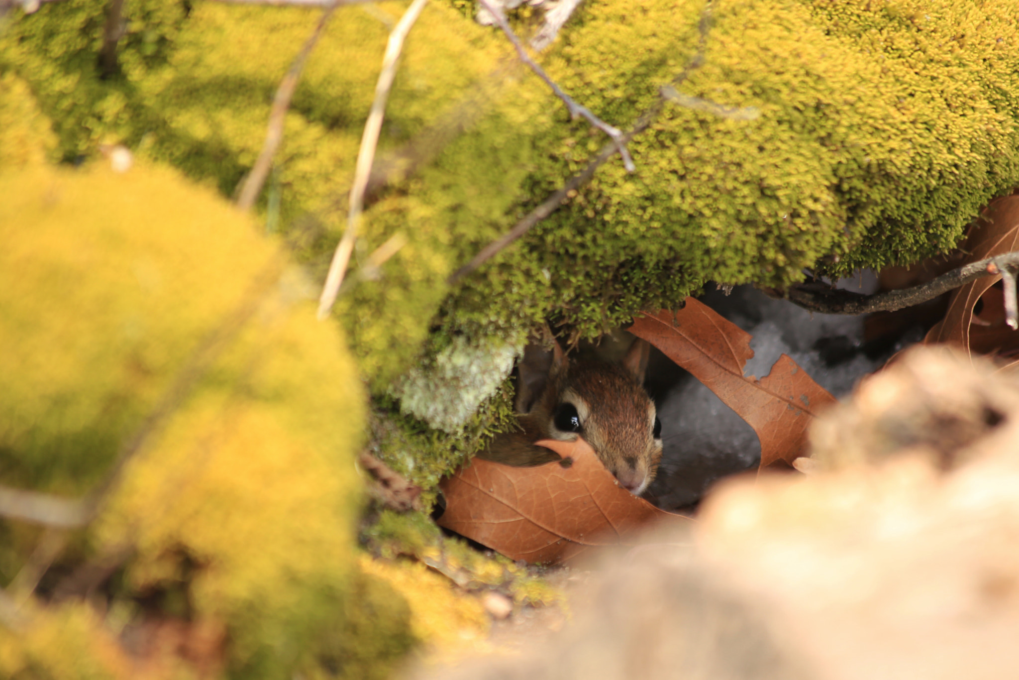 Canon EF 70-300mm F4-5.6 IS USM sample photo