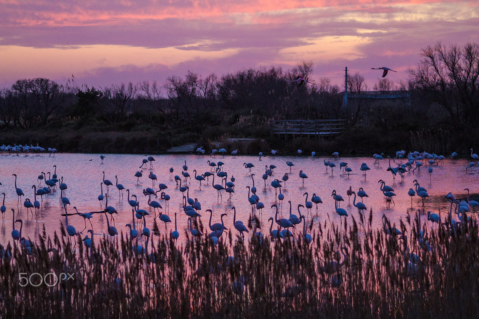 Canon EOS 7D + Sigma 105mm F2.8 EX DG Macro sample photo. Flamants rose photography