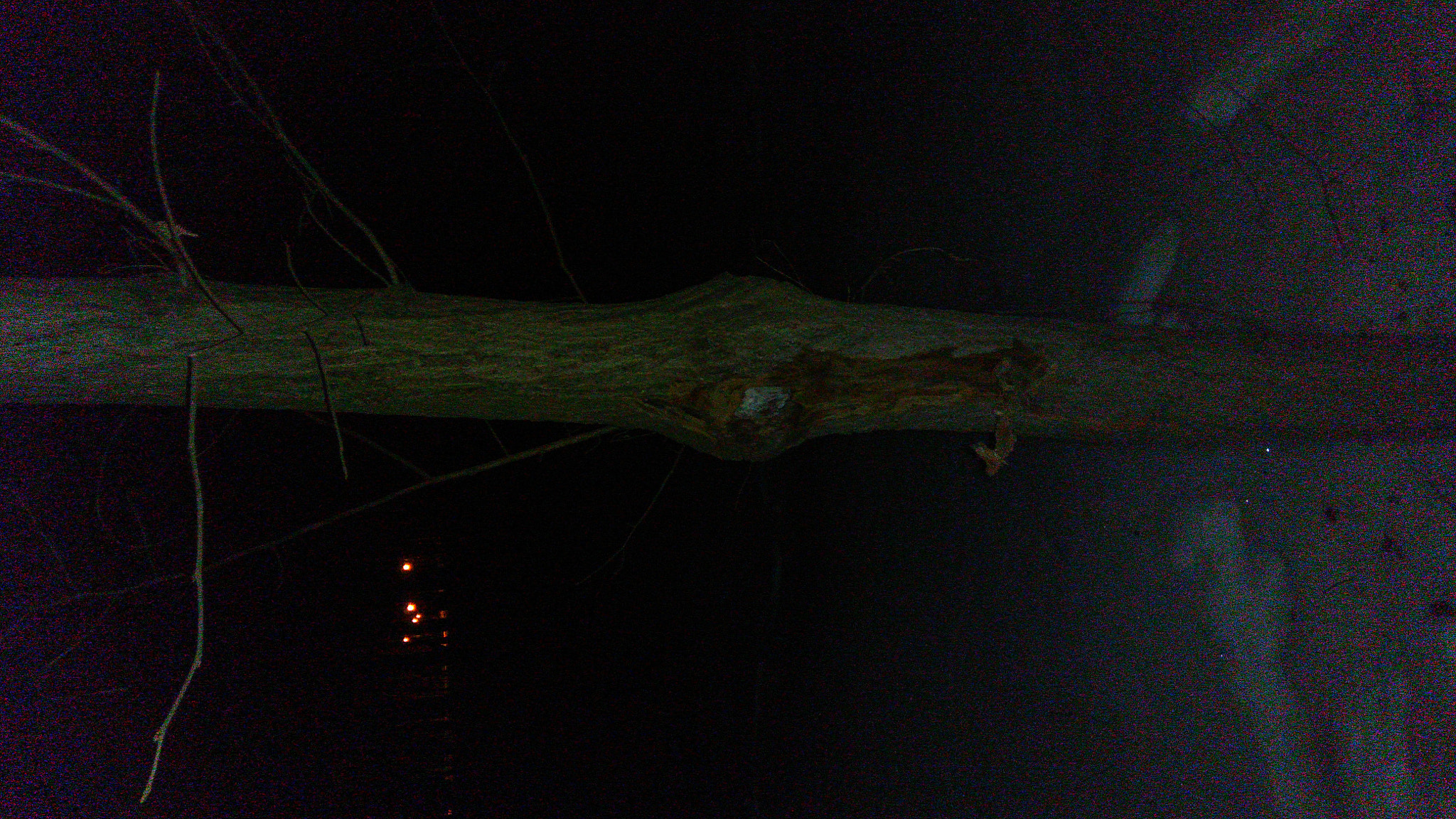 ZTE N939ST sample photo. In wood photography