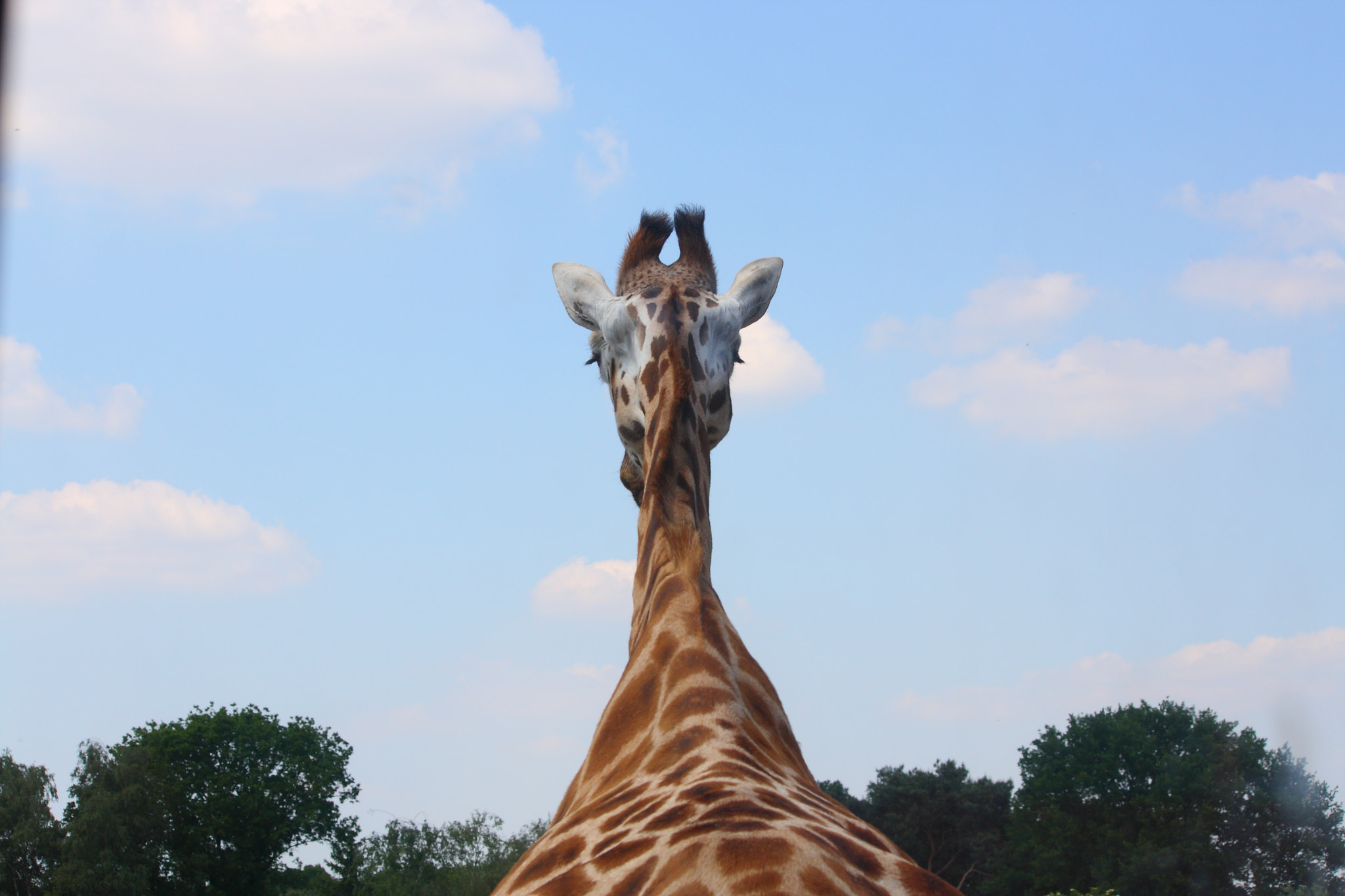 Canon EF-S 55-250mm F4-5.6 IS sample photo. Giraffe photography