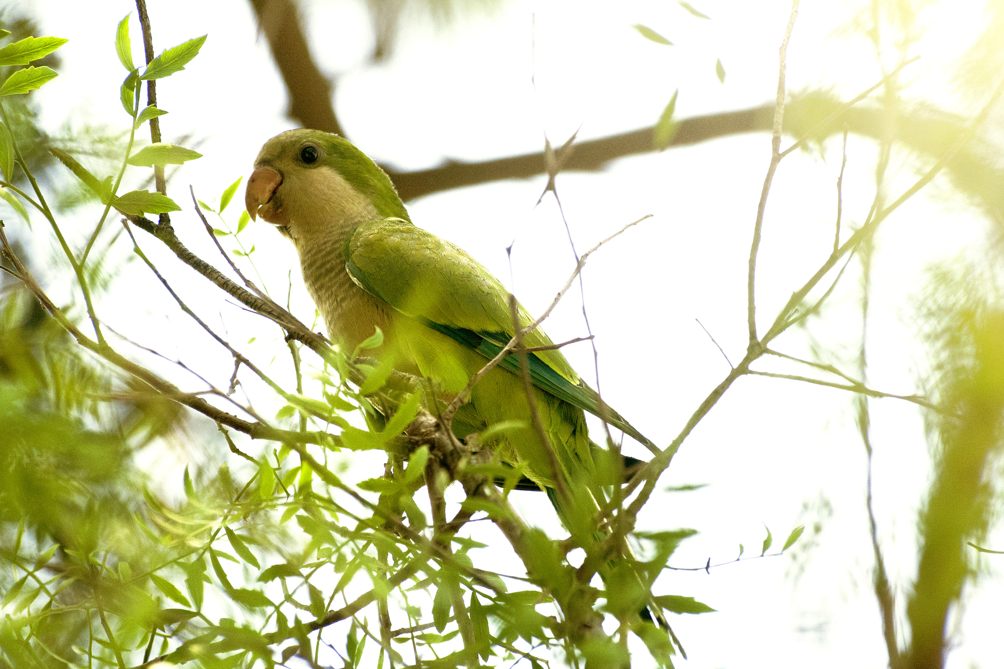 Canon EOS 1000D (EOS Digital Rebel XS / EOS Kiss F) sample photo. Instead of pigeons photography