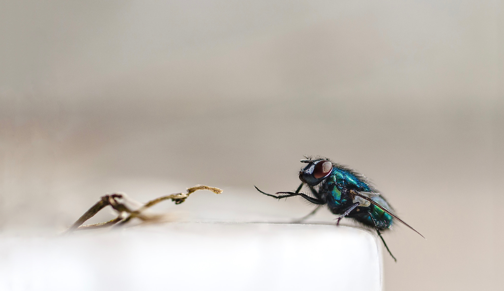 Nikon D7000 + Sigma 50mm F2.8 EX DG Macro sample photo. Lucilia dance photography