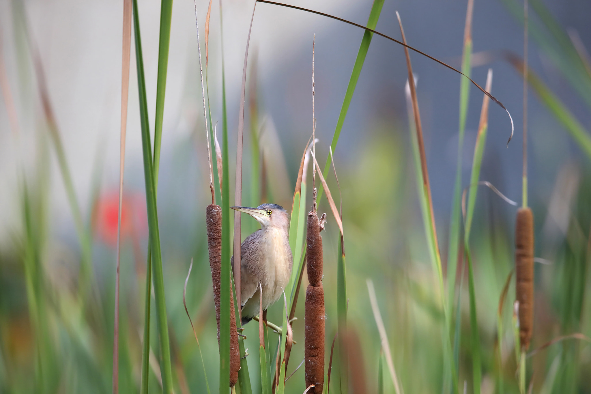 Canon EOS 5DS R + Canon EF 400mm F2.8L IS II USM sample photo. Yellow bittern photography