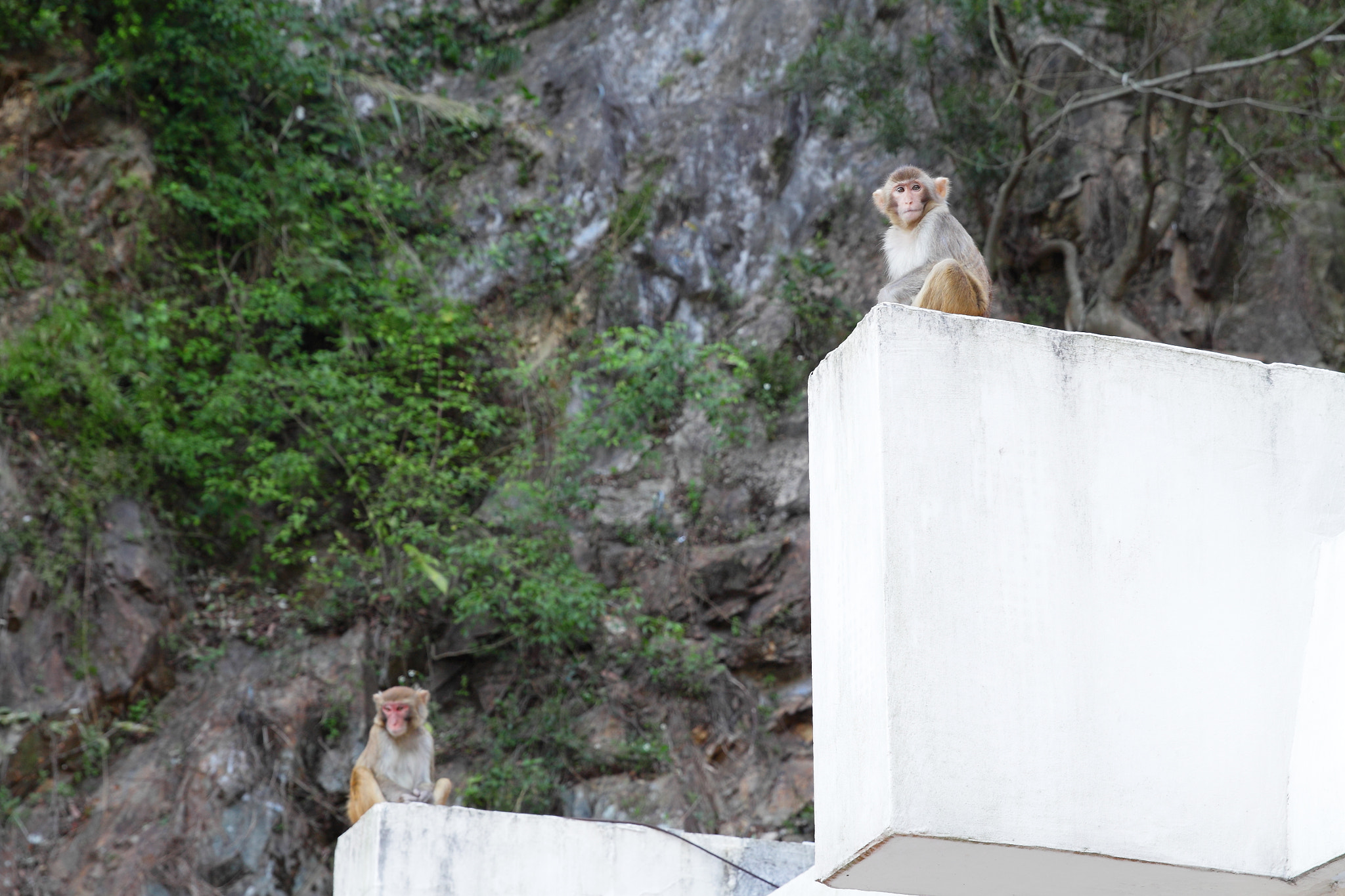 Canon EF 24-70mm F2.8L II USM sample photo. Monkey and monkey photography