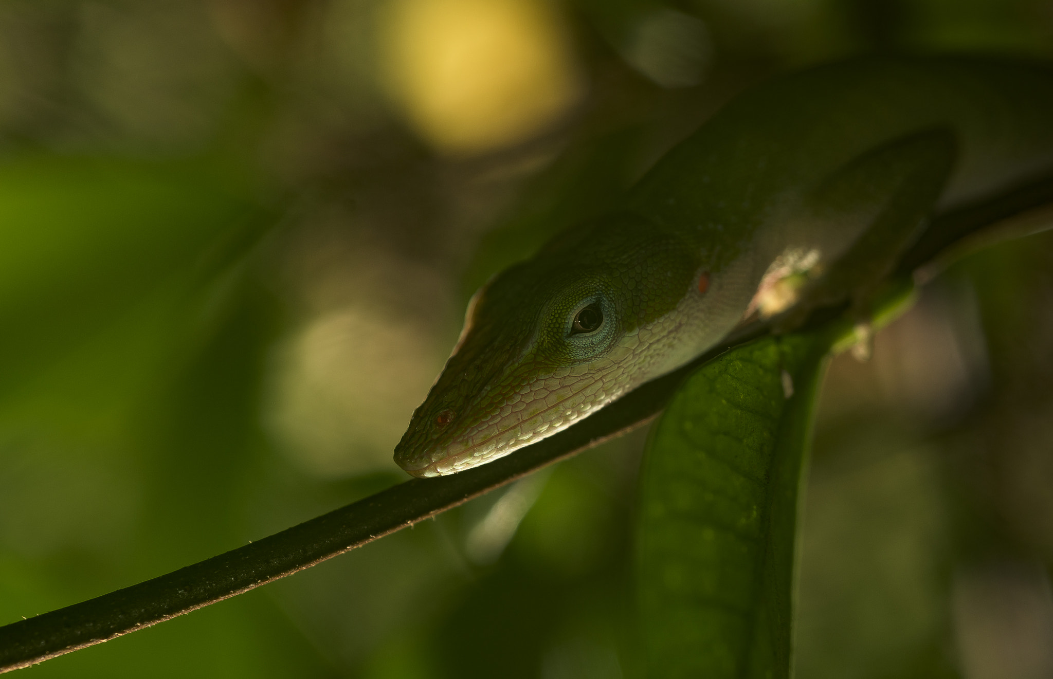 Nikon D810 + Nikon AF Micro-Nikkor 60mm F2.8D sample photo. Lizard in the jasmine tree at night photography