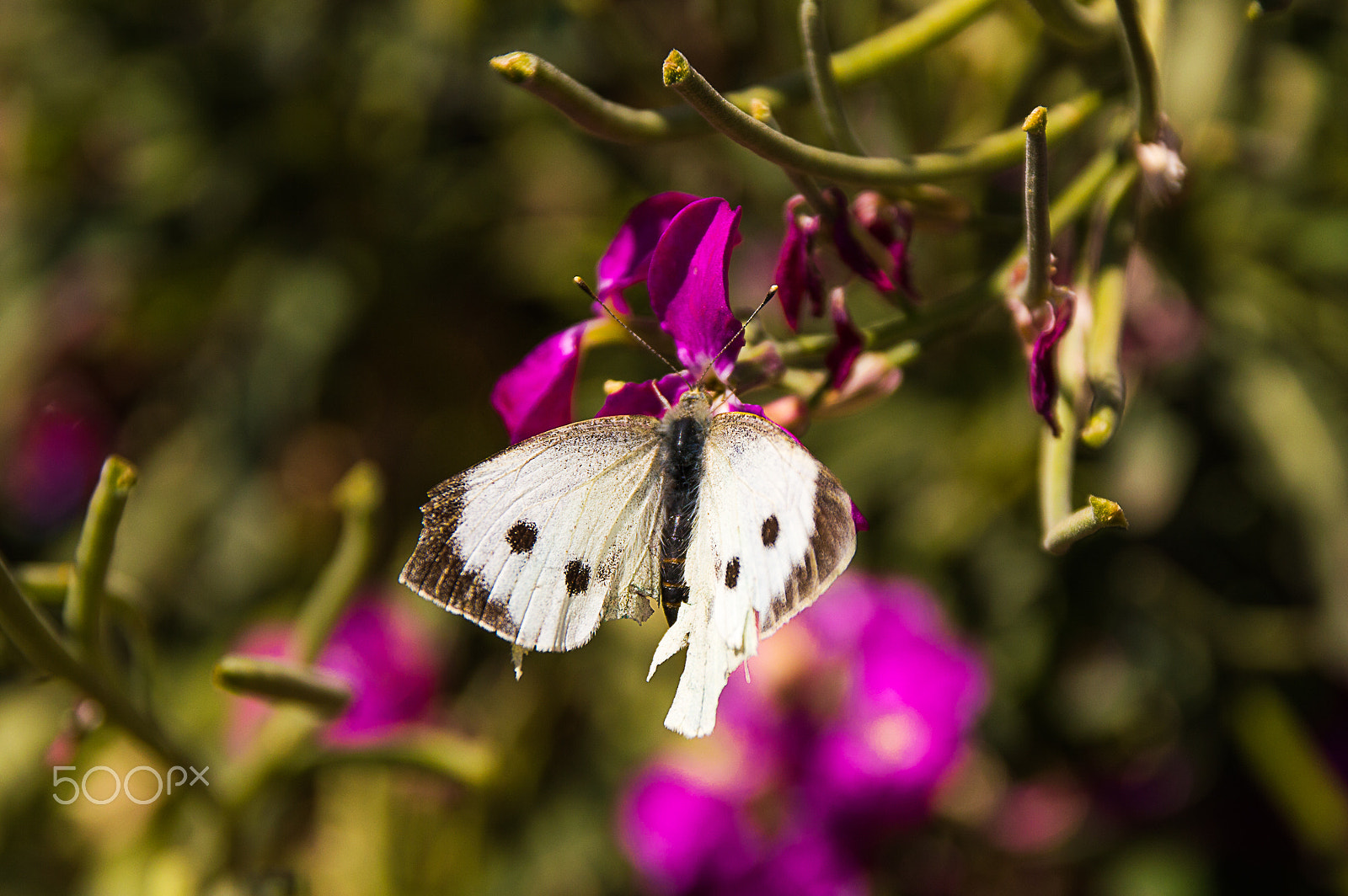 Nikon D3200 + Sigma 17-70mm F2.8-4 DC Macro OS HSM | C sample photo. Pieris brassicae photography