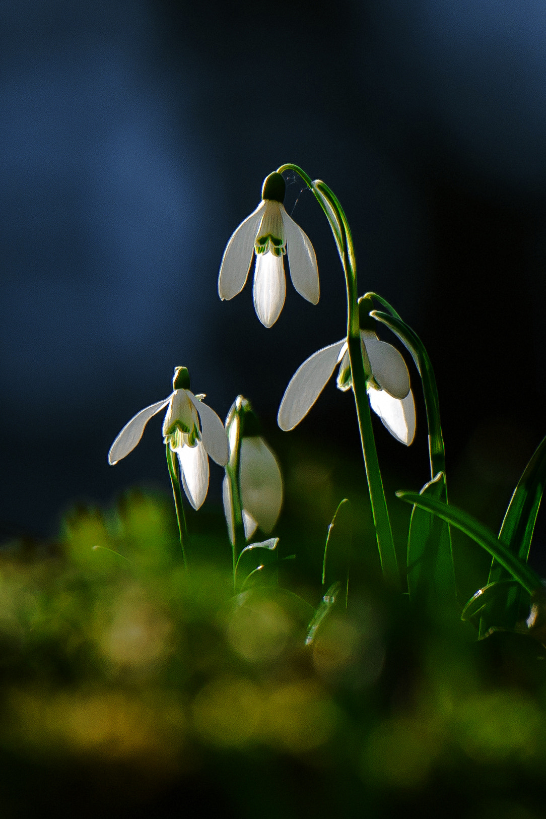 Nikon D600 sample photo. Springtime photography