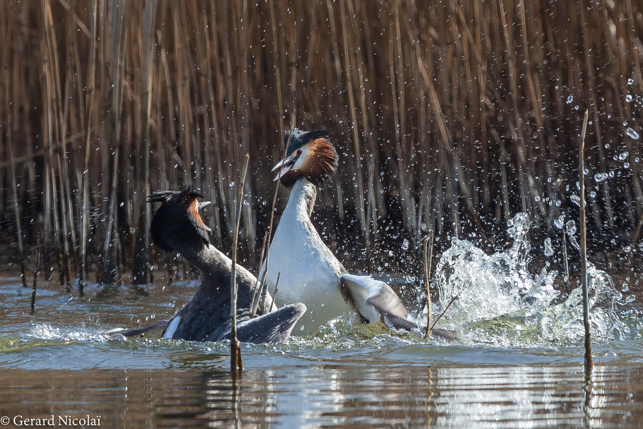 Canon EF 300mm F2.8L IS USM sample photo. Fighting male's great crested grebe's photography