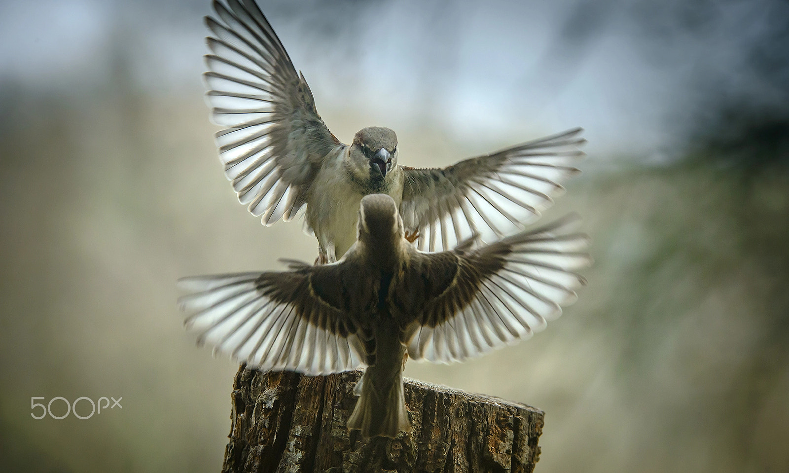 Nikon AF-S Nikkor 200-400mm F4G ED-IF VR sample photo. House sparrow photography