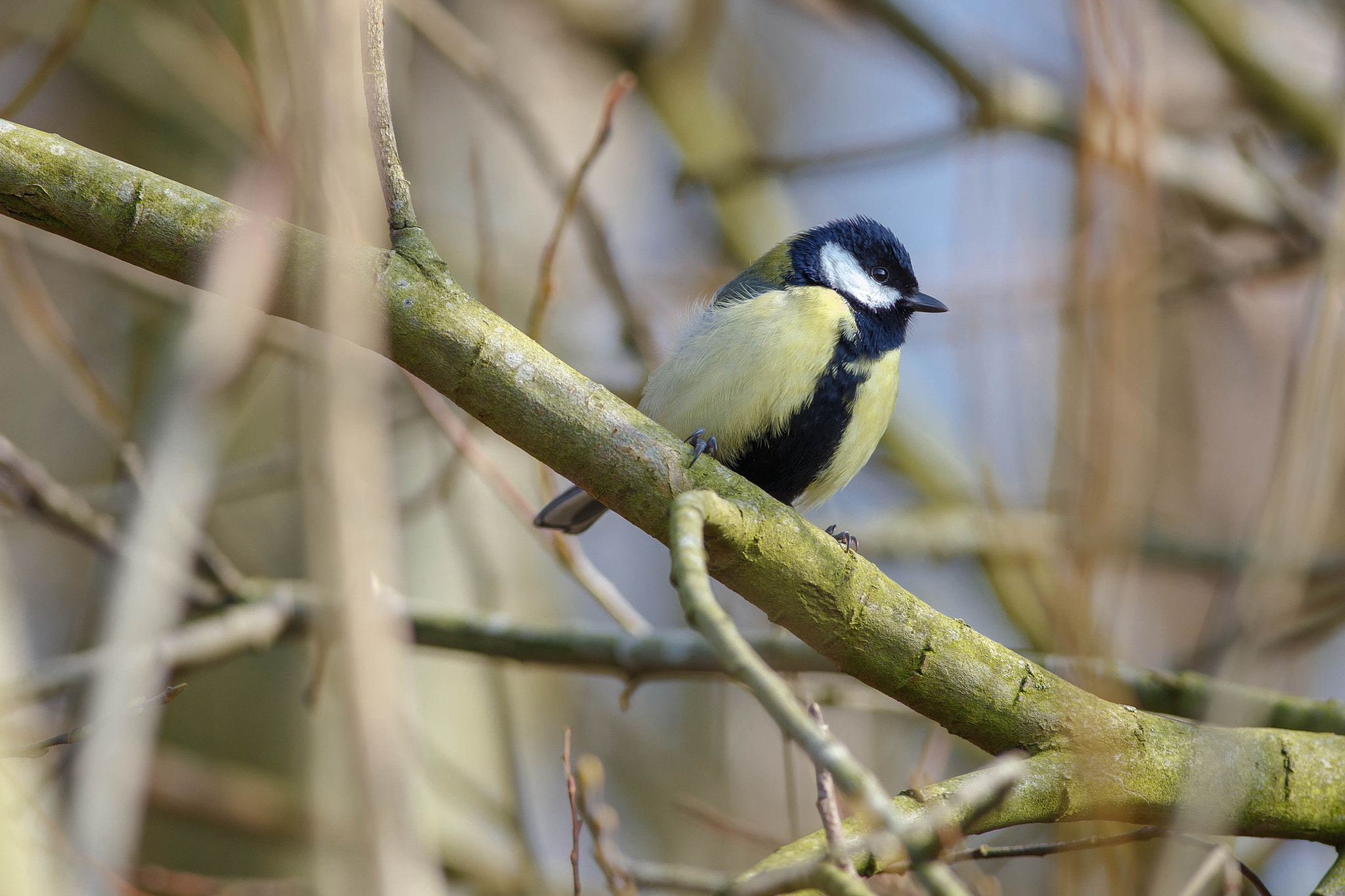 Canon EOS 6D + Canon EF 400mm F5.6L USM sample photo. Great tit parus major photography