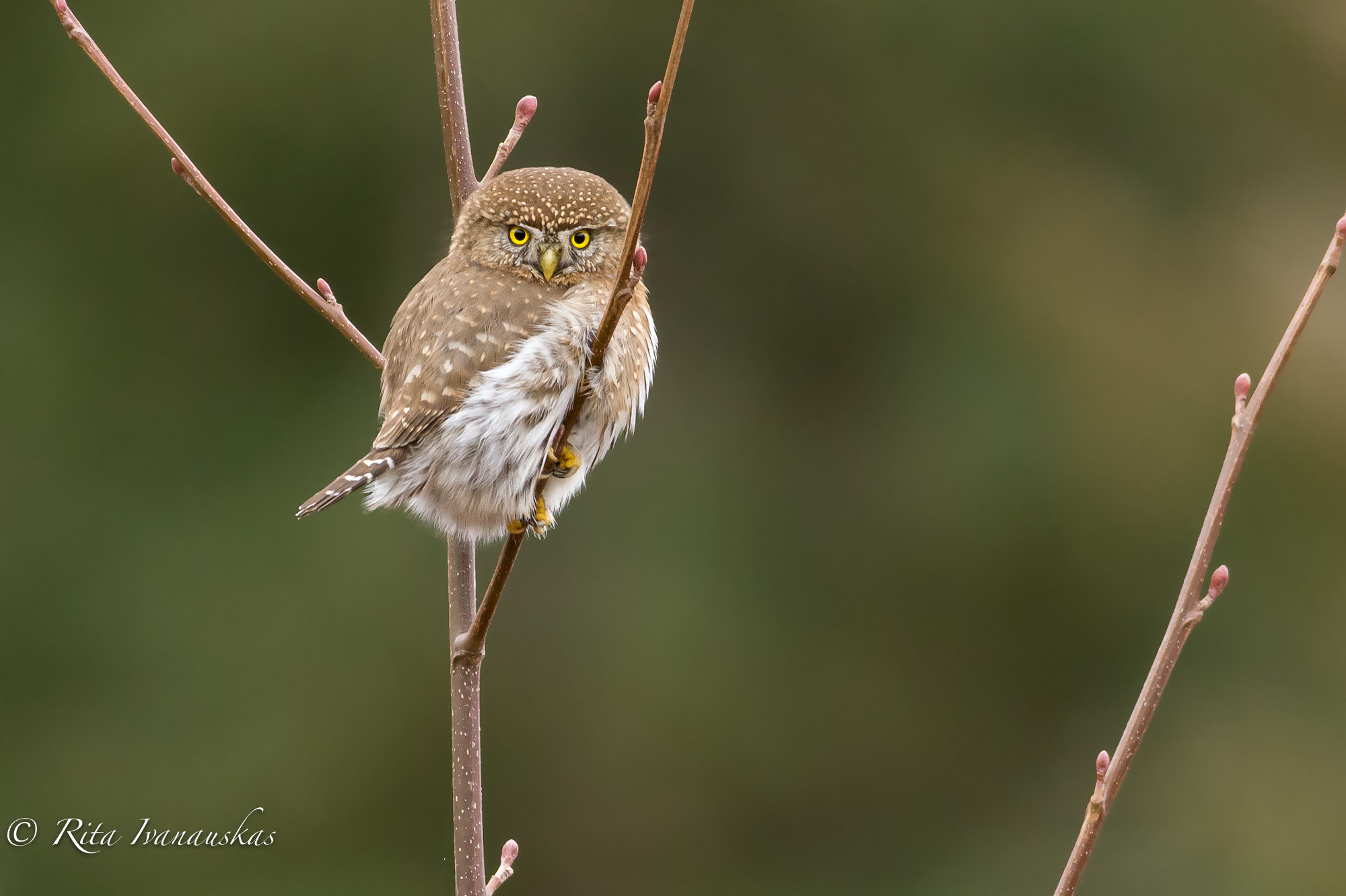 Canon EOS-1D X + Canon EF 400mm F5.6L USM sample photo. Northern pygmy owl photography