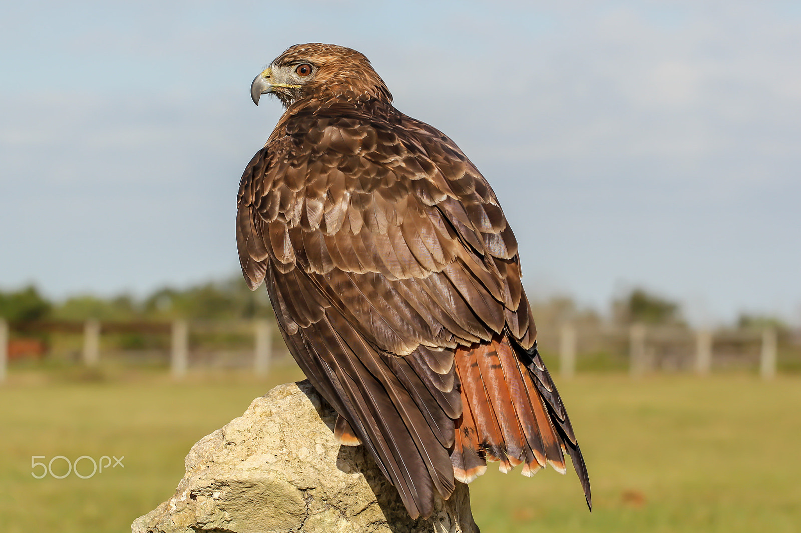 Canon EOS 550D (EOS Rebel T2i / EOS Kiss X4) + Canon EF 70-200mm F4L USM sample photo. Red-tailed hawk photography