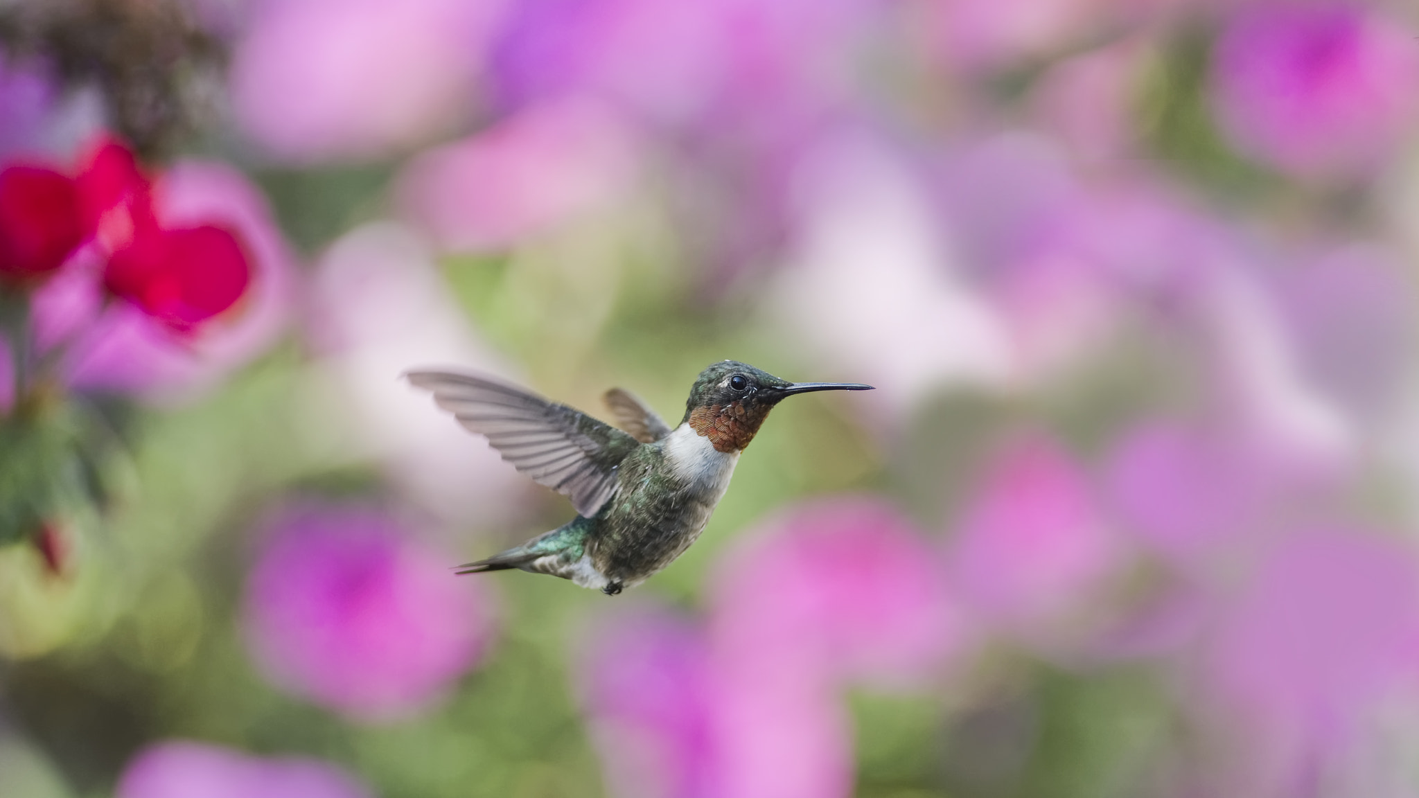 Nikon D7100 + Nikon PC-E Nikkor 24mm F3.5D ED Tilt-Shift sample photo. Happy gardener photography