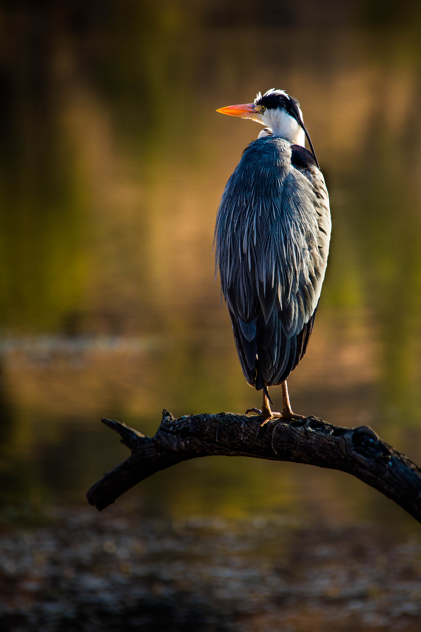 Canon EF 28-300mm F3.5-5.6L IS USM sample photo. Great_blue_heron.jpg photography