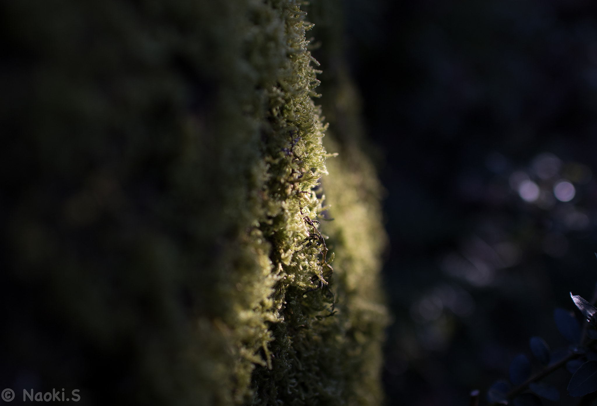 Sigma 30mm F1.4 EX DC HSM sample photo. Dark moss photography