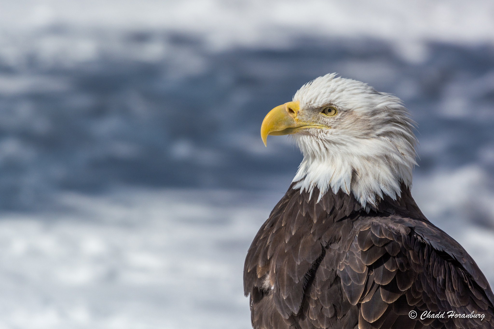 Nikon AF-S Nikkor 200-500mm F5.6E ED VR sample photo. Pride photography